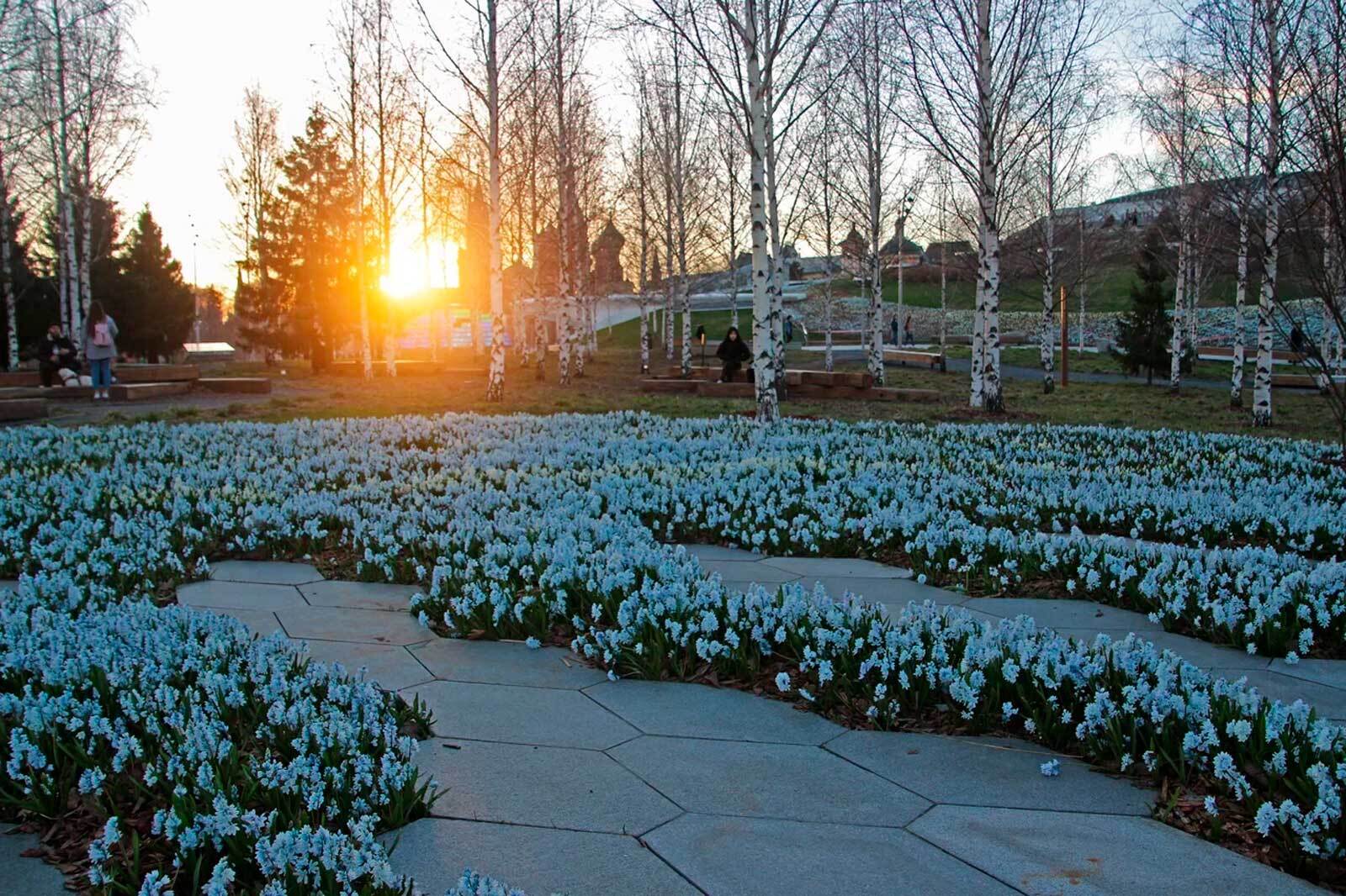 Flowering in Zaryadye - Flowers, Moscow, Zaryadye, Longpost, Bloom, The photo