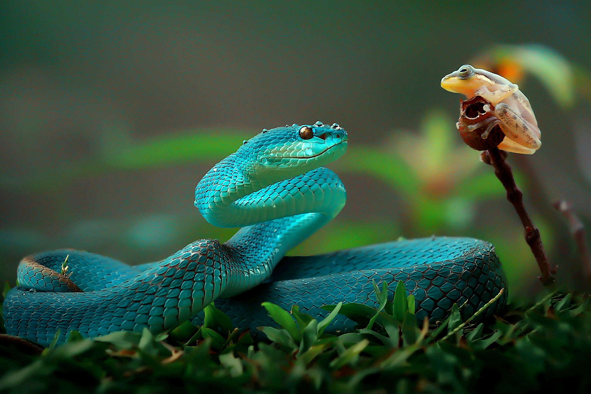 Eyes to eyes - Snake, Mining, Keffiyeh, beauty of nature, Poisonous animals, , Wild animals, Reptiles, blue, wildlife, Indonesia, Around the world, The photo, Longpost