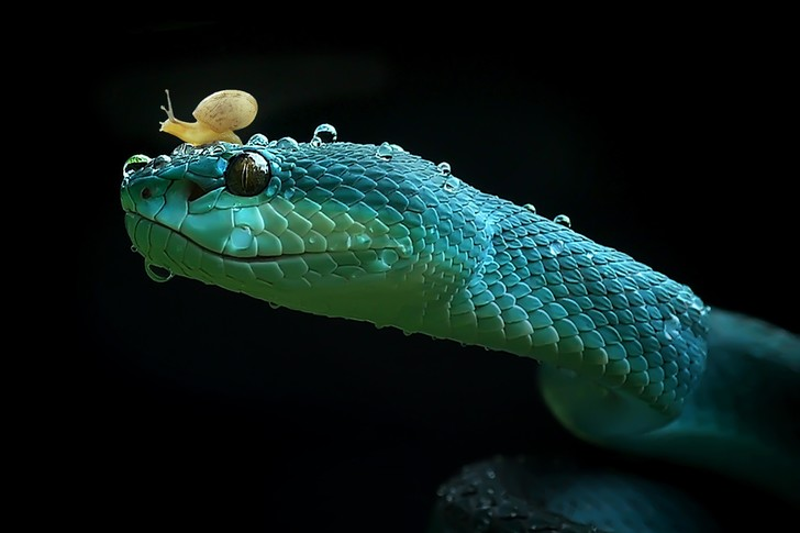 Eyes to eyes - Snake, Mining, Keffiyeh, beauty of nature, Poisonous animals, , Wild animals, Reptiles, blue, wildlife, Indonesia, Around the world, The photo, Longpost