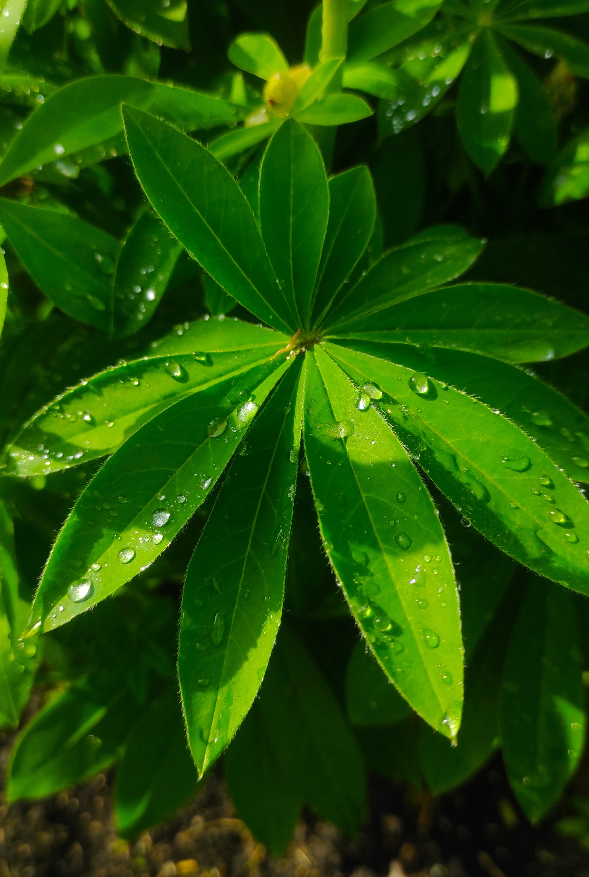 After the rain - My, Plants, Macro photography, Nature, Mobile photography, Longpost