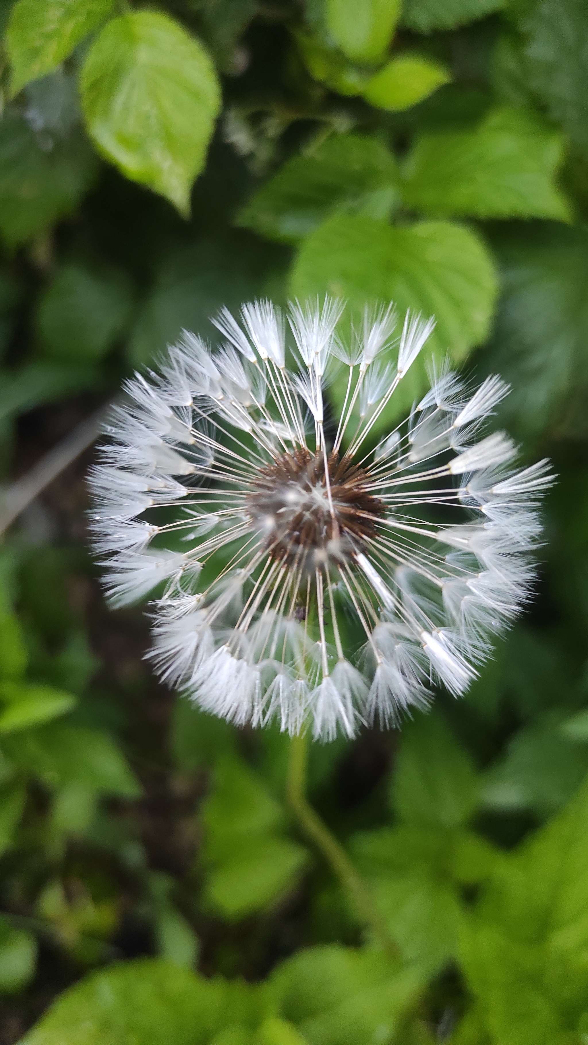 After the rain - My, Plants, Macro photography, Nature, Mobile photography, Longpost