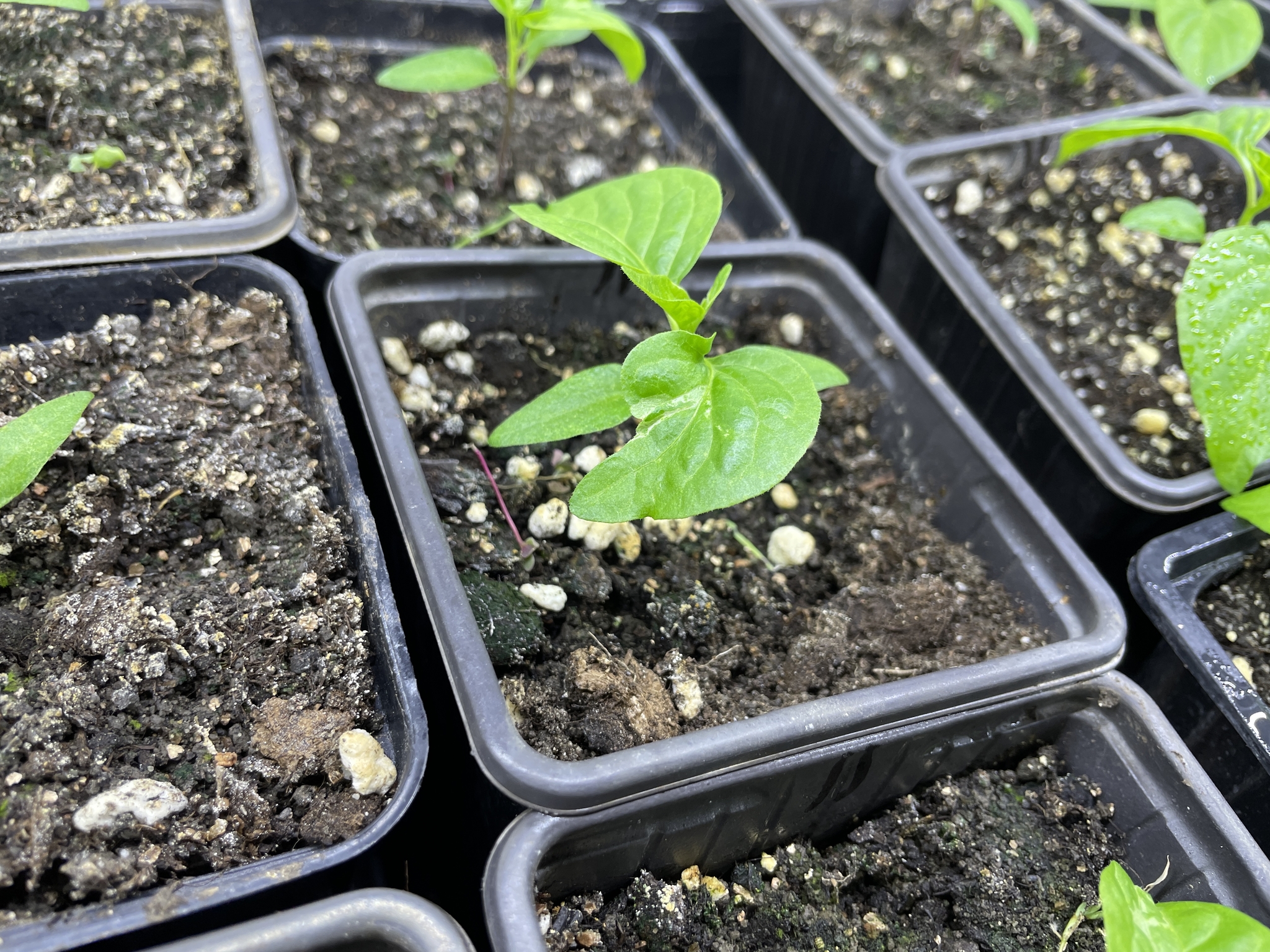 Trouble with Trinidad moruga scorpion chocolate. - My, Hot peppers, Seedling, Trinidad Scorpion, Question