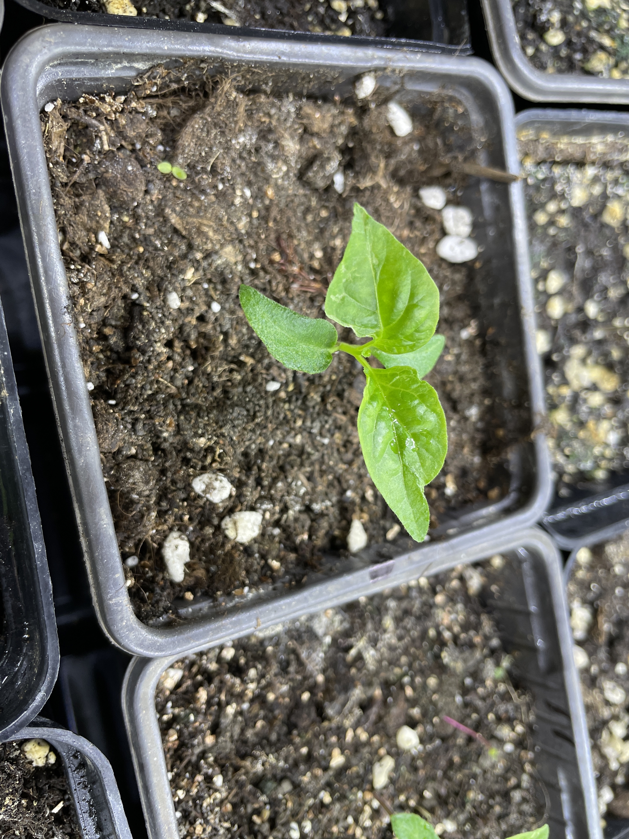 Trouble with Trinidad moruga scorpion chocolate. - My, Hot peppers, Seedling, Trinidad Scorpion, Question