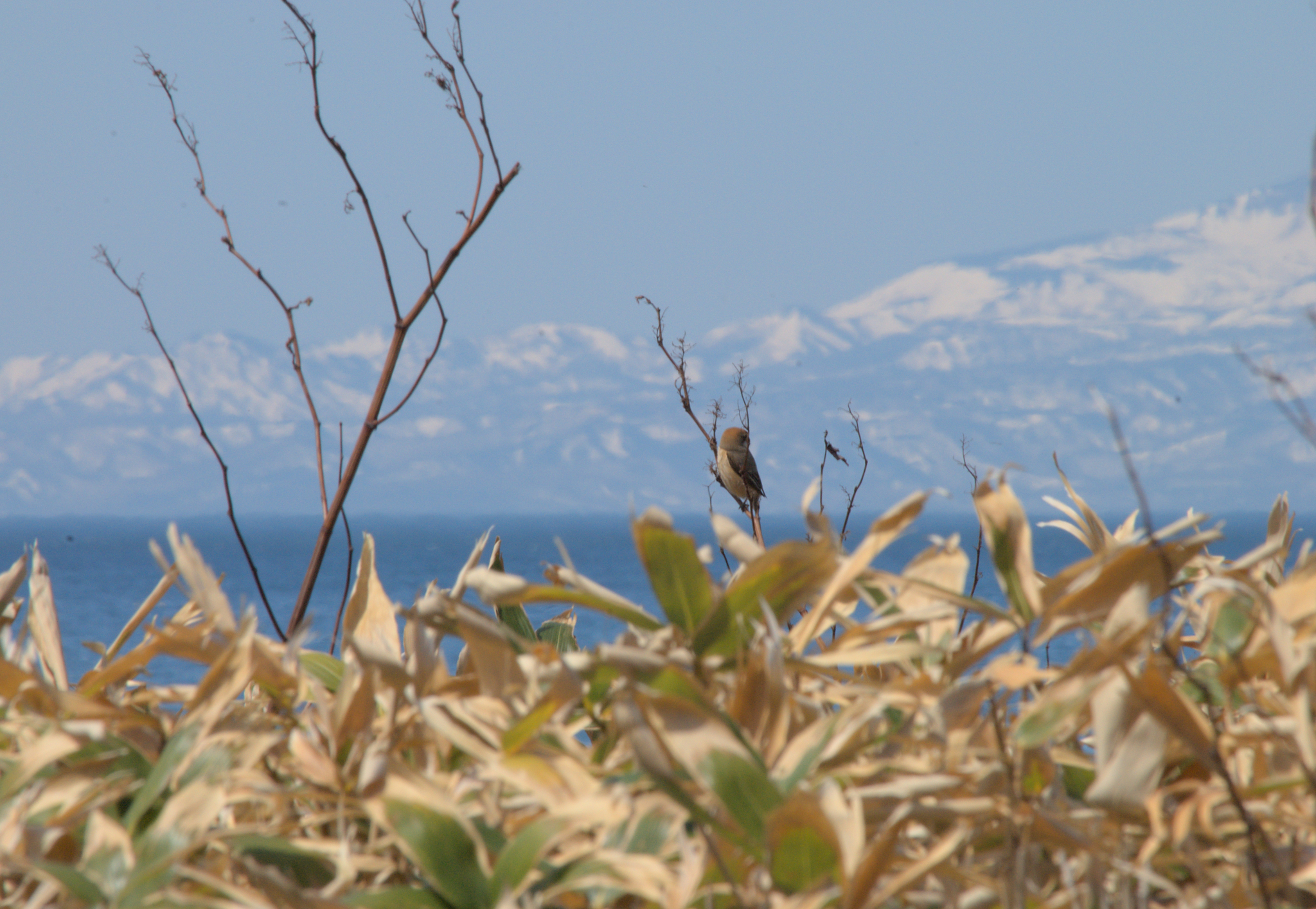 Kunashir small birds - My, Ornithology, Birds, Wild animals, Insects, The photo, Longpost