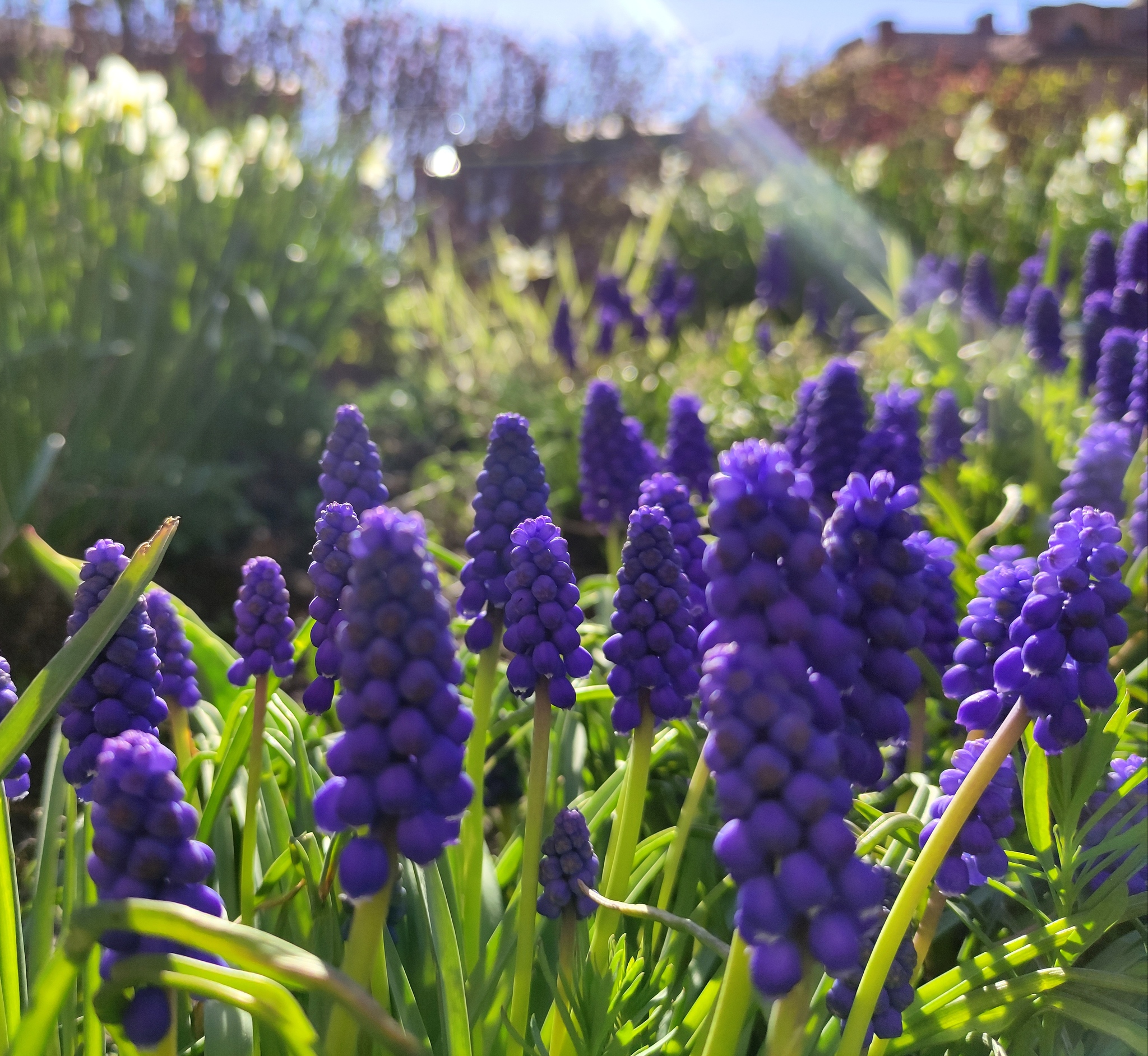 Spring Ulyanovsk - Nature, The photo, Flowers, Longpost, Ulyanovsk