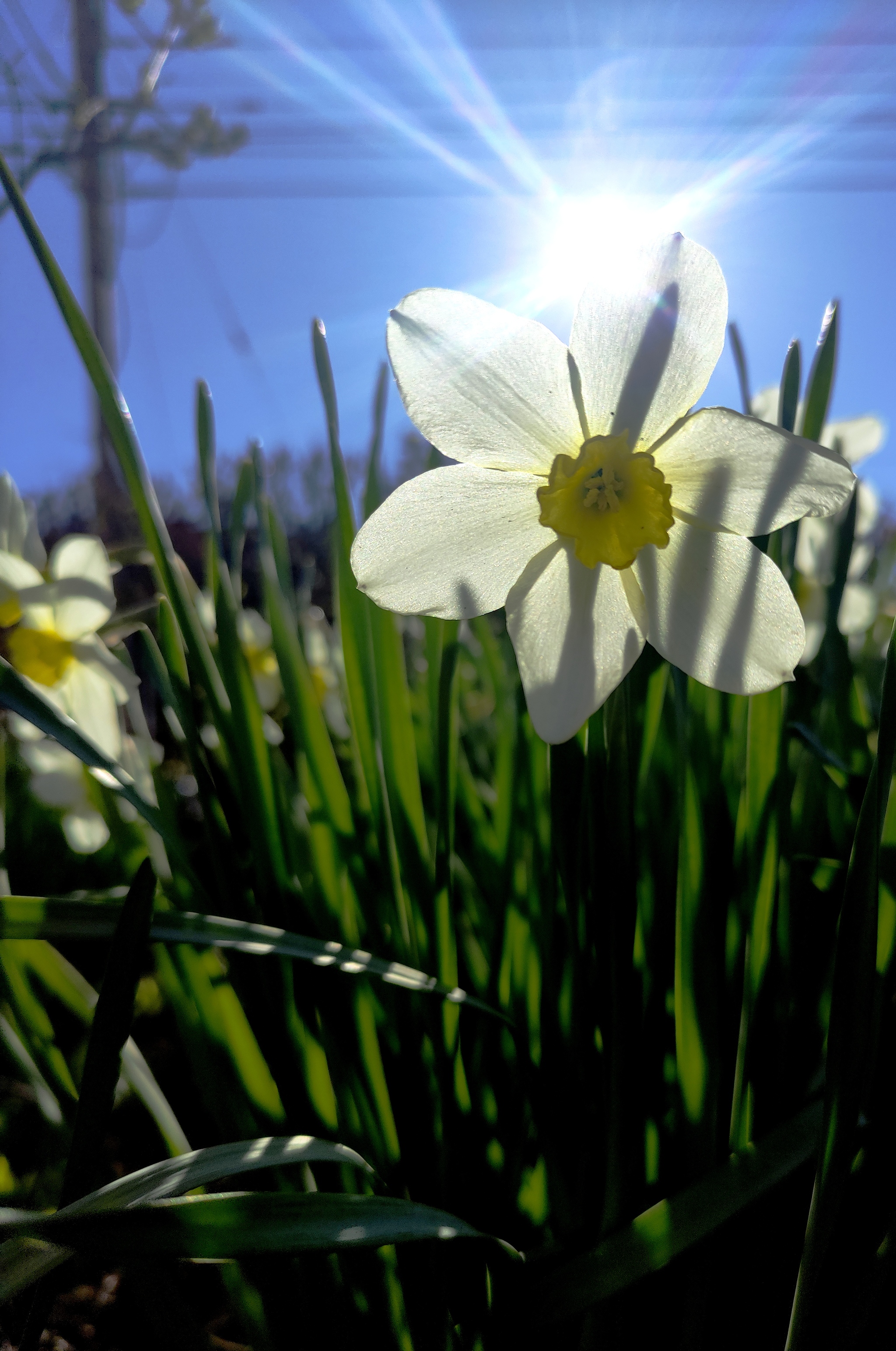 Spring Ulyanovsk - Nature, The photo, Flowers, Longpost, Ulyanovsk