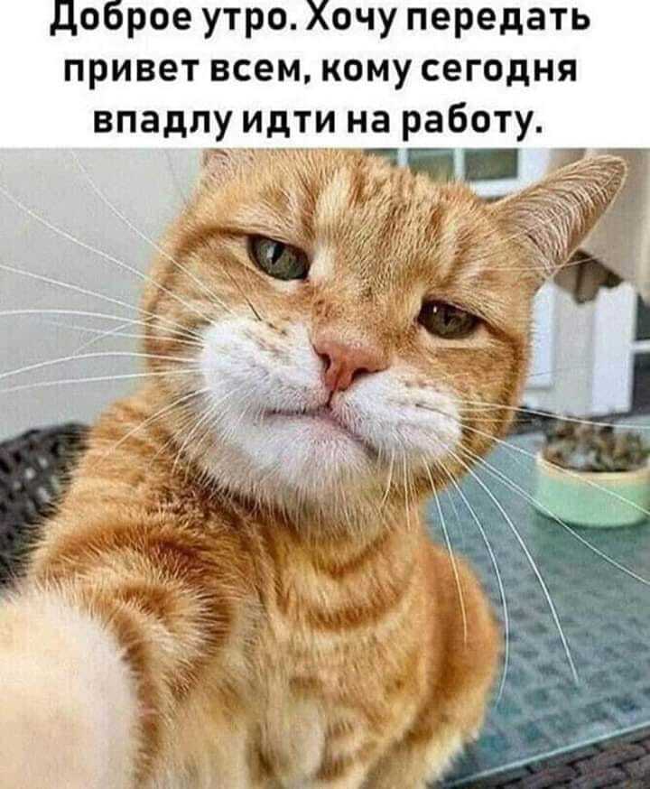 Have a nice working day everyone))) - Text, Picture with text, Humor, cat, Work