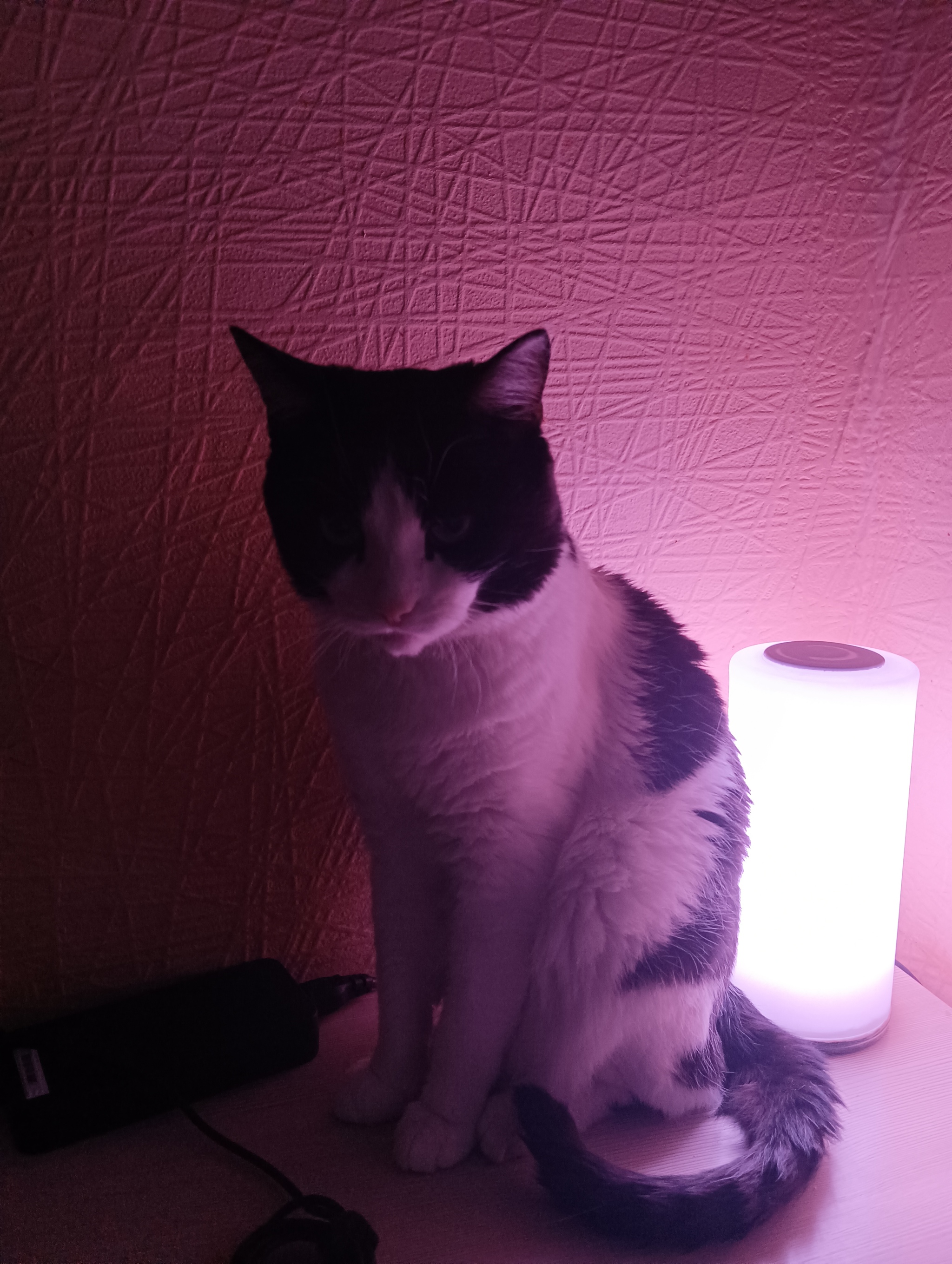 cat lamp - My, cat, Desk lamp