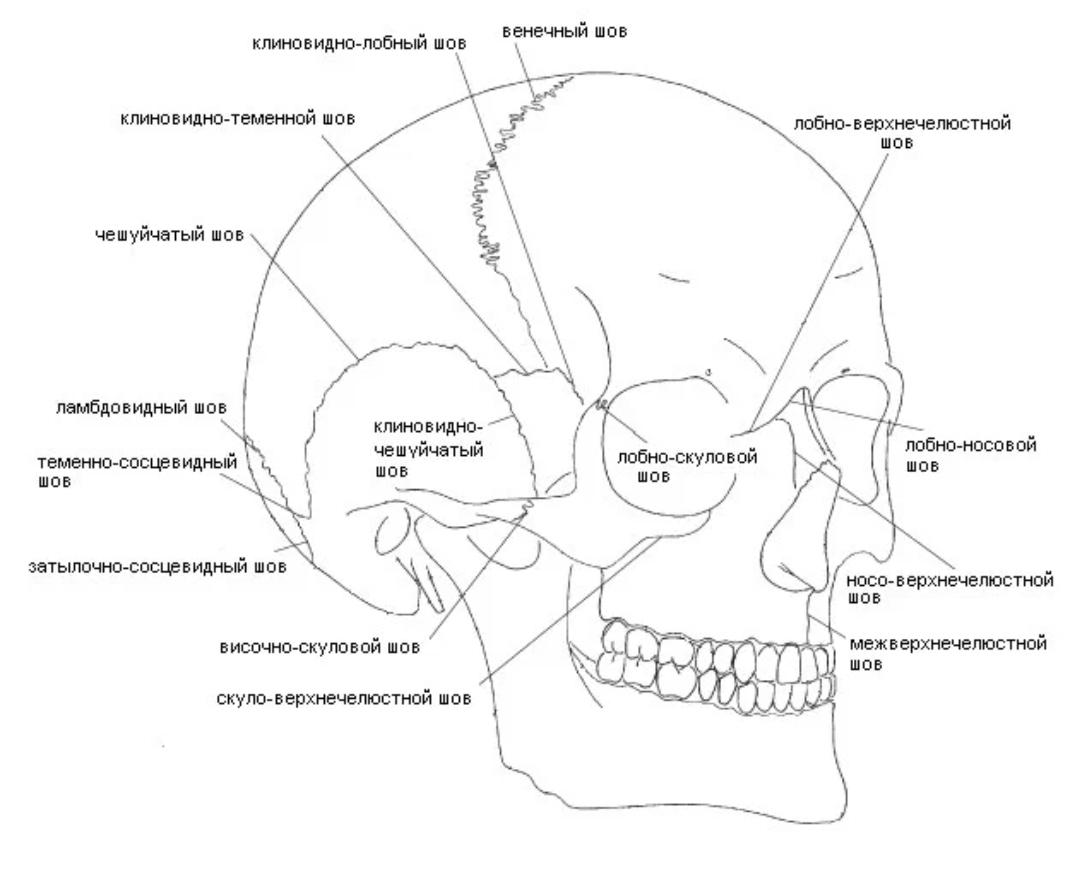 Подвижное соединение в черепе. Лобный шов черепа анатомия. Затылочно-сосцевидный шов черепа. Клиновидно-лобный шов черепа. Соединения костей черепа анатомия швы.