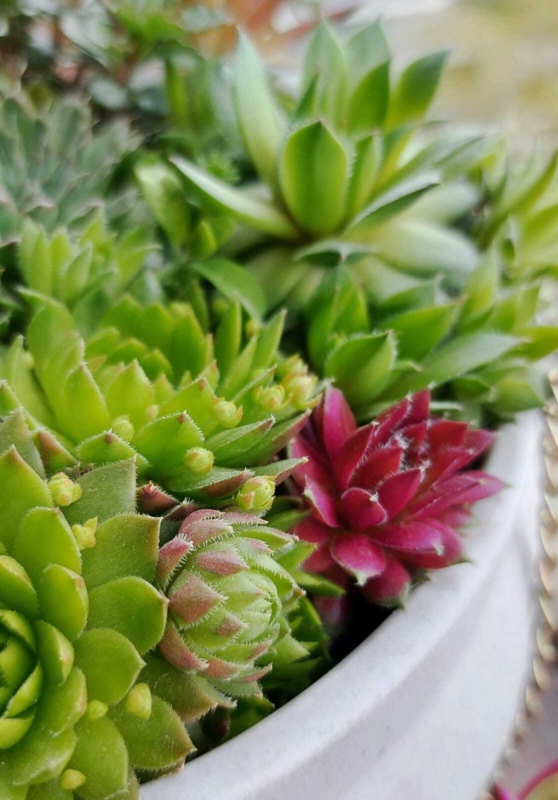 Reproduction of succulents in nature - My, Plants, Hobby, Mobile photography, Garden, Houseplants, The photo, Macro photography, Spring, Beginning photographer, Longpost