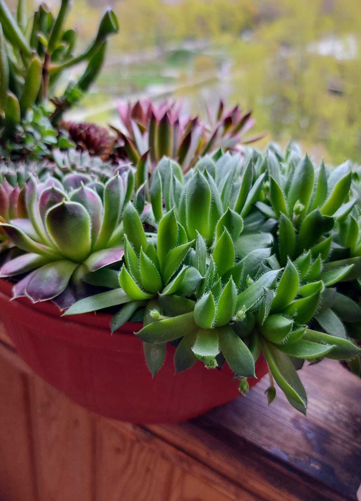 Reproduction of succulents in nature - My, Plants, Hobby, Mobile photography, Garden, Houseplants, The photo, Macro photography, Spring, Beginning photographer, Longpost