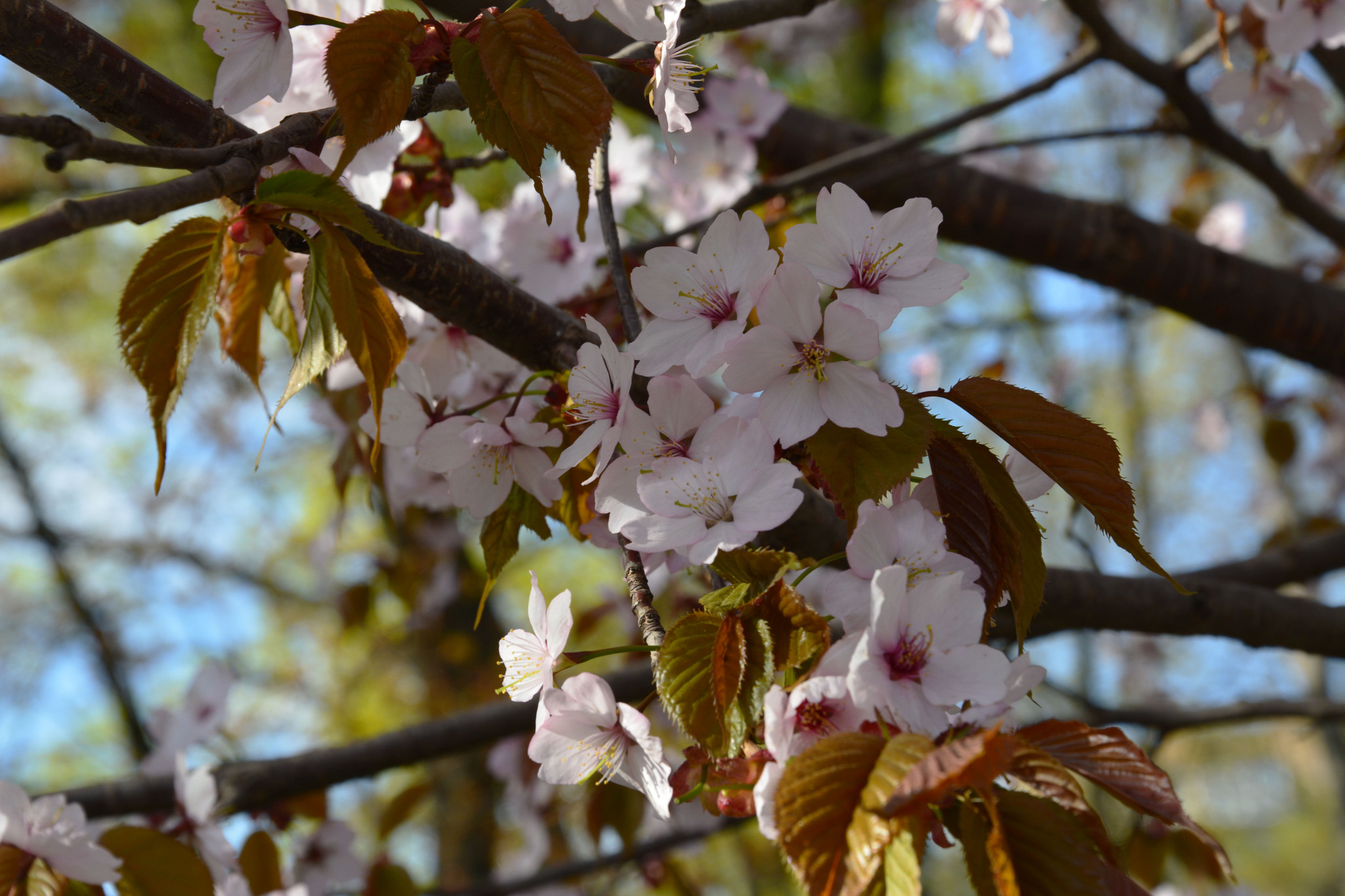 sakura blossoms - My, Sakura, Botanical Garden, The photo, Nikon, Spring