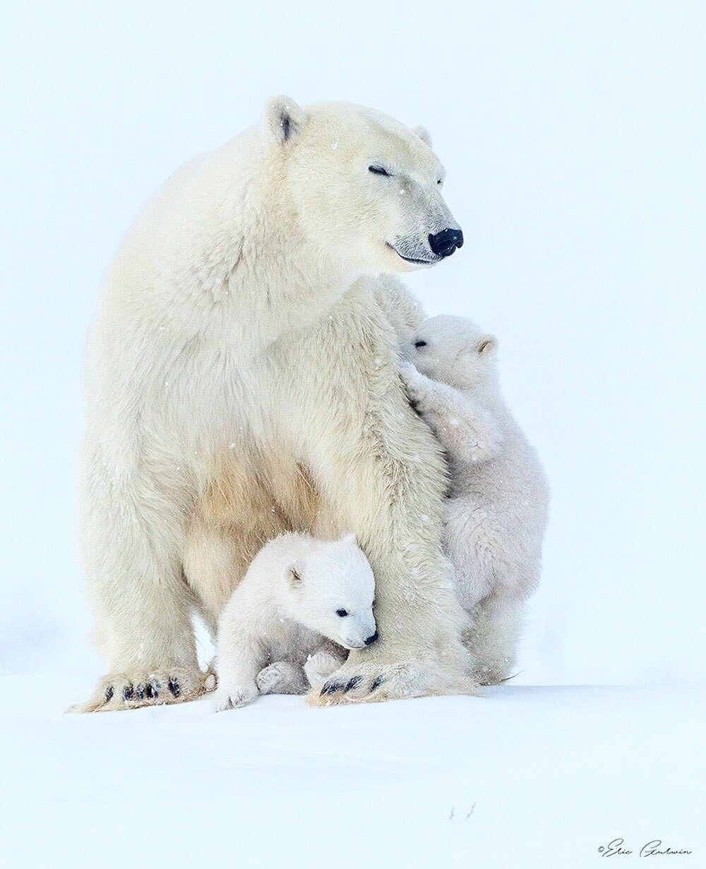 Polar she-bear with cubs - Rare view, Polar bear, The Bears, Teddy bears, Young, Predatory animals, Wild animals, wildlife, The photo, Animal games, Snow, Longpost