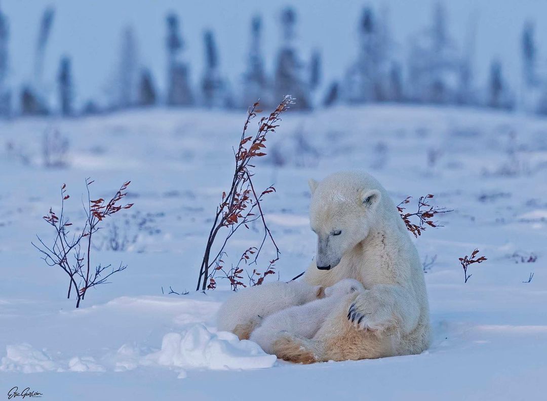 Polar she-bear with cubs - Rare view, Polar bear, The Bears, Teddy bears, Young, Predatory animals, Wild animals, wildlife, The photo, Animal games, Snow, Longpost