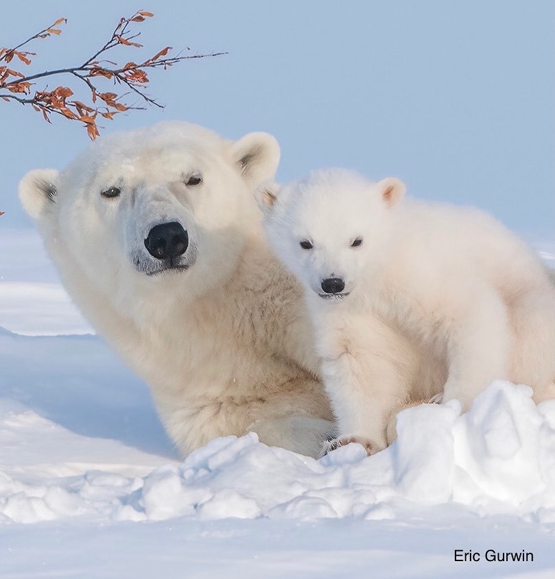 Polar she-bear with cubs - Rare view, Polar bear, The Bears, Teddy bears, Young, Predatory animals, Wild animals, wildlife, The photo, Animal games, Snow, Longpost