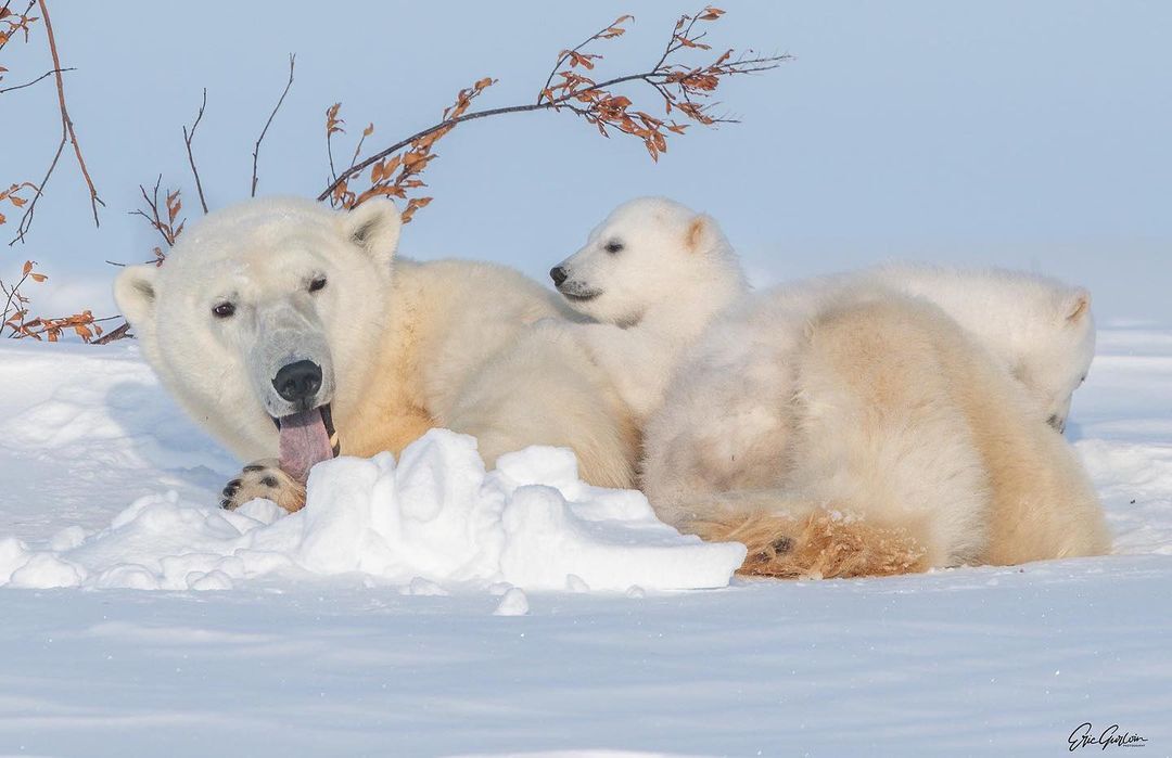 Polar she-bear with cubs - Rare view, Polar bear, The Bears, Teddy bears, Young, Predatory animals, Wild animals, wildlife, The photo, Animal games, Snow, Longpost