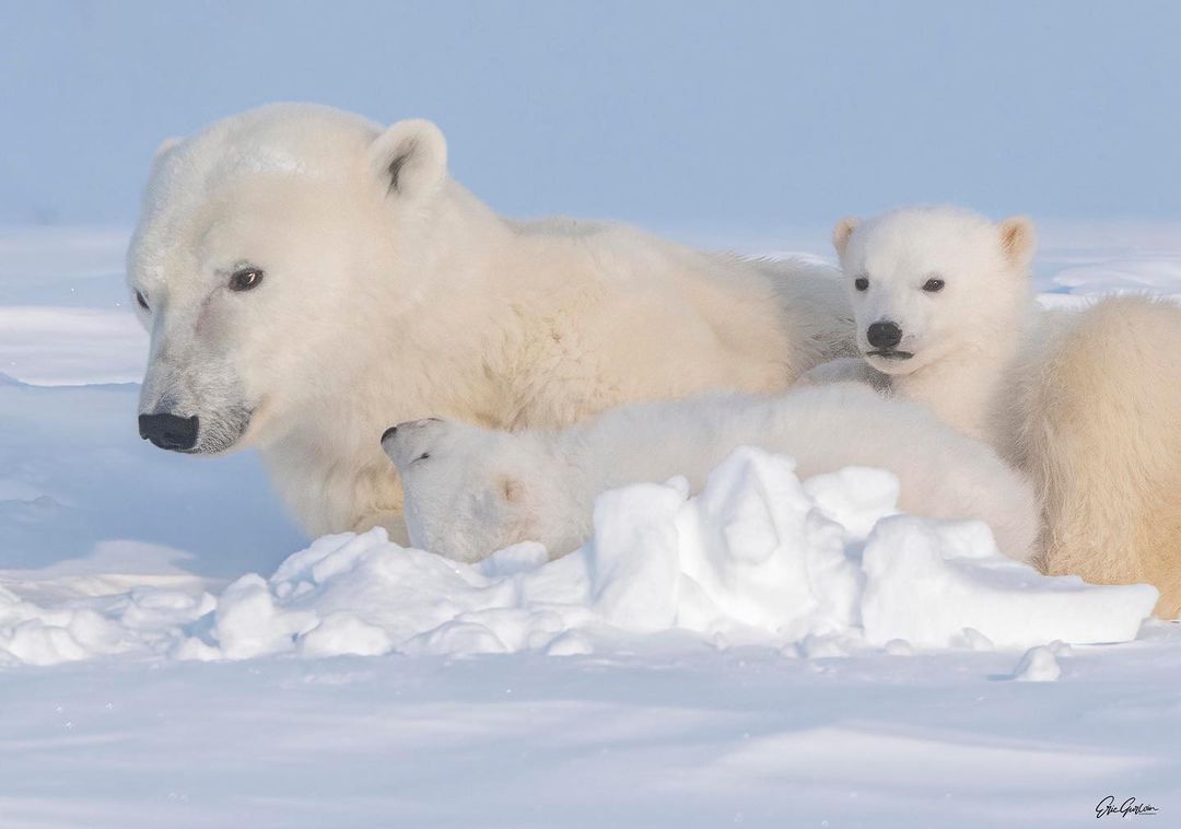 Polar she-bear with cubs - Rare view, Polar bear, The Bears, Teddy bears, Young, Predatory animals, Wild animals, wildlife, The photo, Animal games, Snow, Longpost