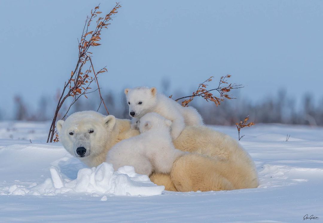 Polar she-bear with cubs - Rare view, Polar bear, The Bears, Teddy bears, Young, Predatory animals, Wild animals, wildlife, The photo, Animal games, Snow, Longpost