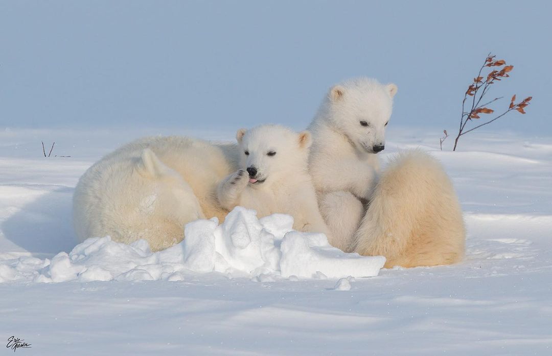 Polar she-bear with cubs - Rare view, Polar bear, The Bears, Teddy bears, Young, Predatory animals, Wild animals, wildlife, The photo, Animal games, Snow, Longpost