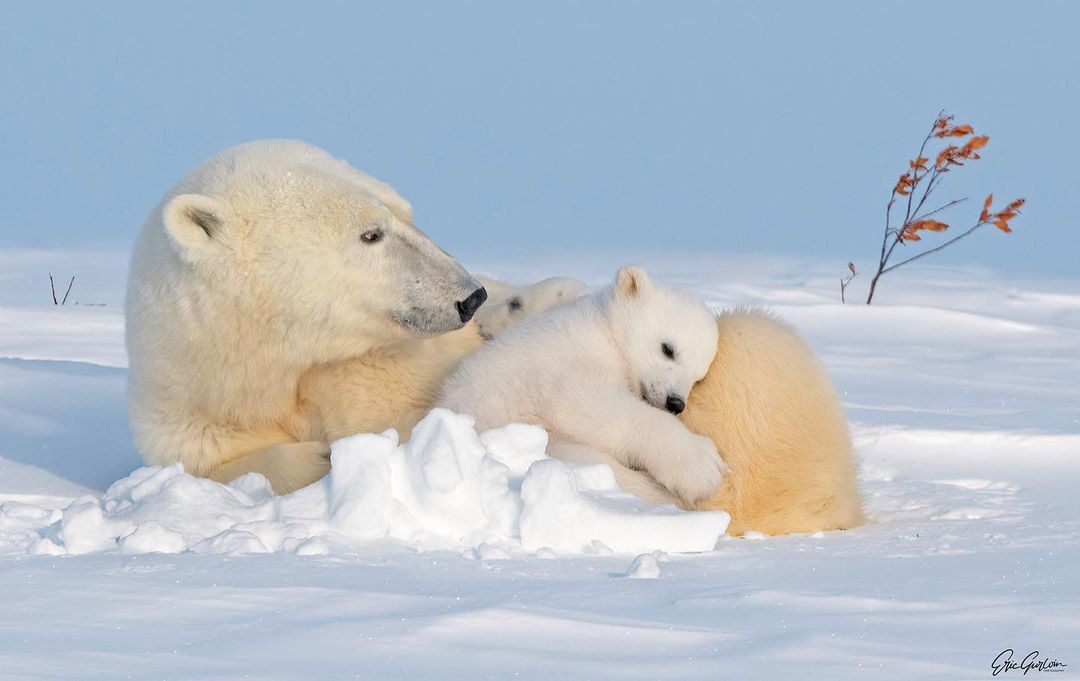 Polar she-bear with cubs - Rare view, Polar bear, The Bears, Teddy bears, Young, Predatory animals, Wild animals, wildlife, The photo, Animal games, Snow, Longpost