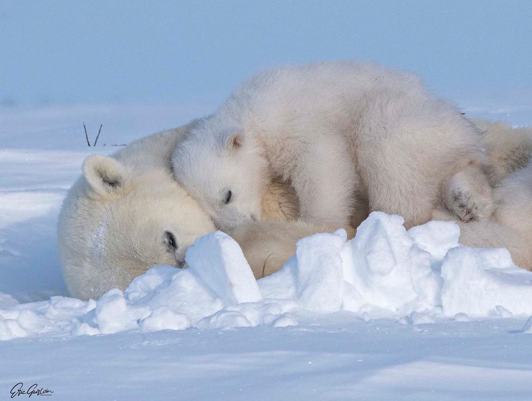 Polar she-bear with cubs - Rare view, Polar bear, The Bears, Teddy bears, Young, Predatory animals, Wild animals, wildlife, The photo, Animal games, Snow, Longpost