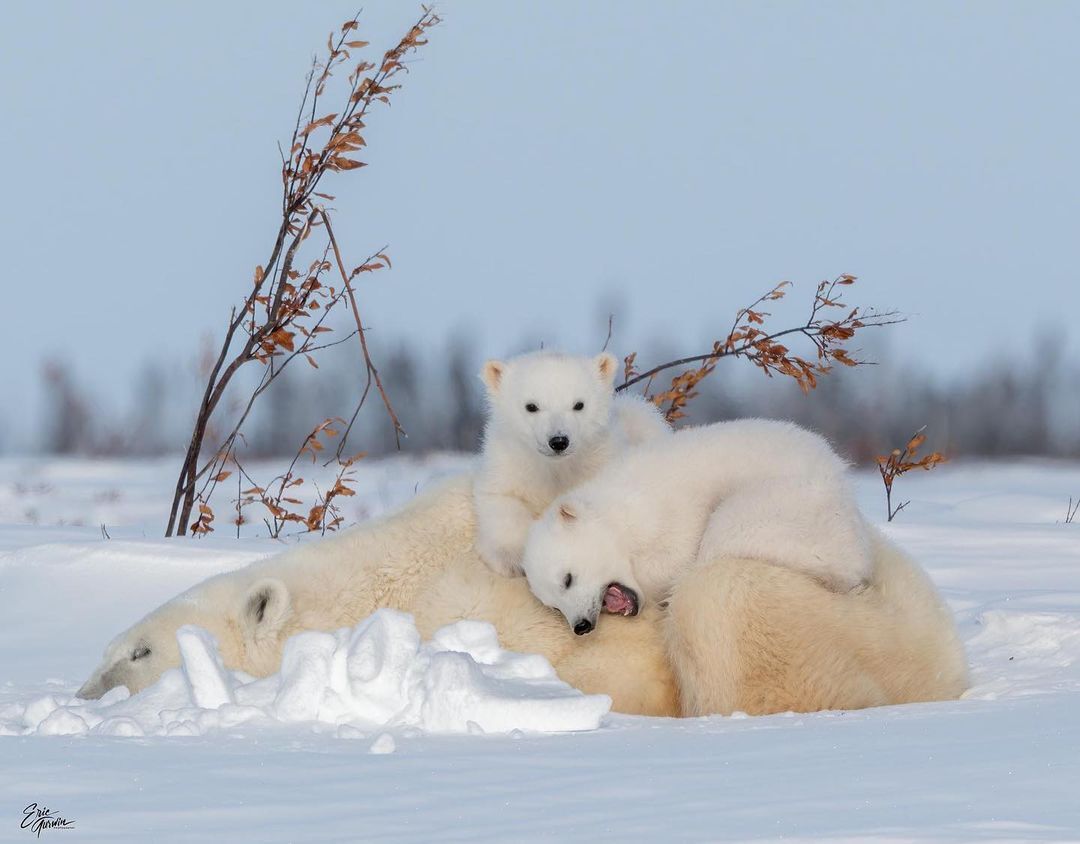 Polar she-bear with cubs - Rare view, Polar bear, The Bears, Teddy bears, Young, Predatory animals, Wild animals, wildlife, The photo, Animal games, Snow, Longpost