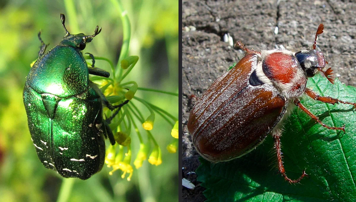 Maybug: Violates the laws of physics and medieval Europe. - Chafer, Animal book, Yandex Zen, Insects, Longpost