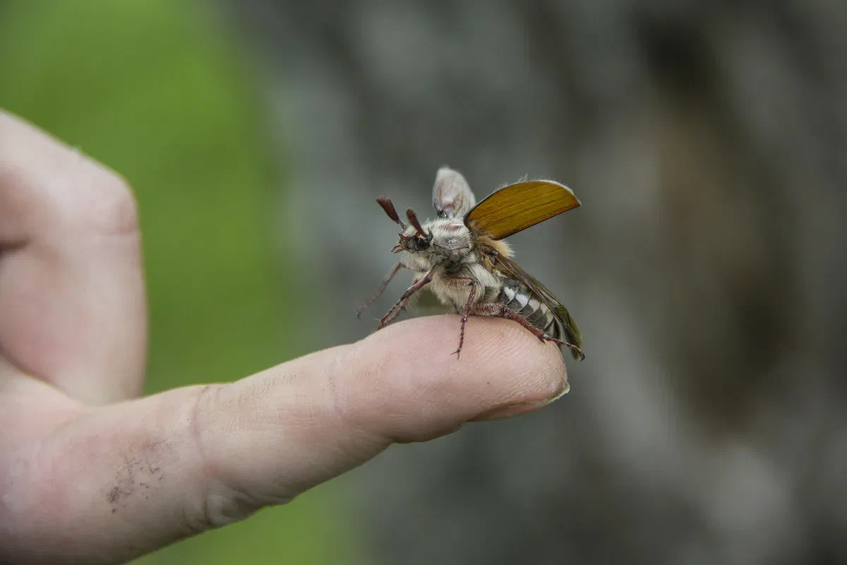 Maybug: Violates the laws of physics and medieval Europe. - Chafer, Animal book, Yandex Zen, Insects, Longpost