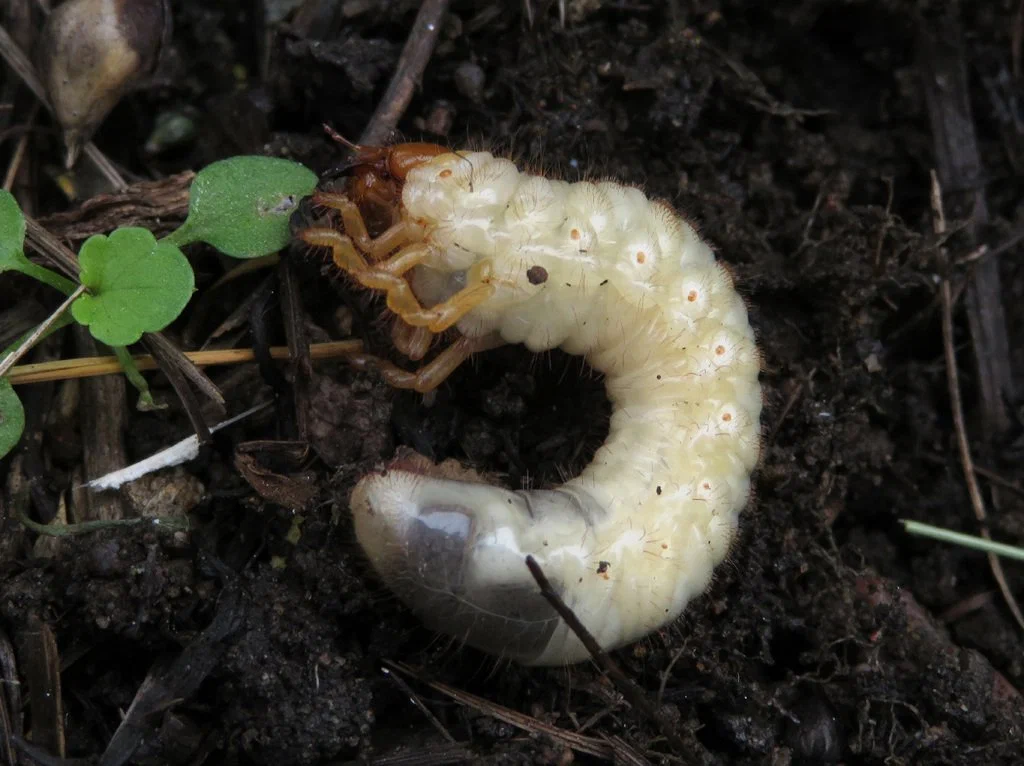 Maybug: Violates the laws of physics and medieval Europe. - Chafer, Animal book, Yandex Zen, Insects, Longpost