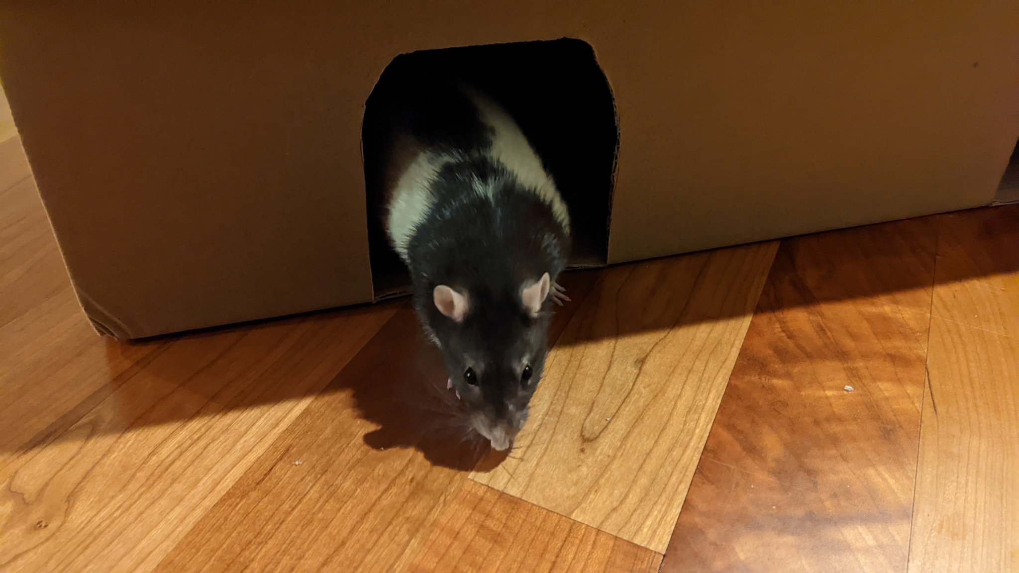 Building a rat bastion - My, Rat, Decorative rats, Pets, crazy hands, Longpost