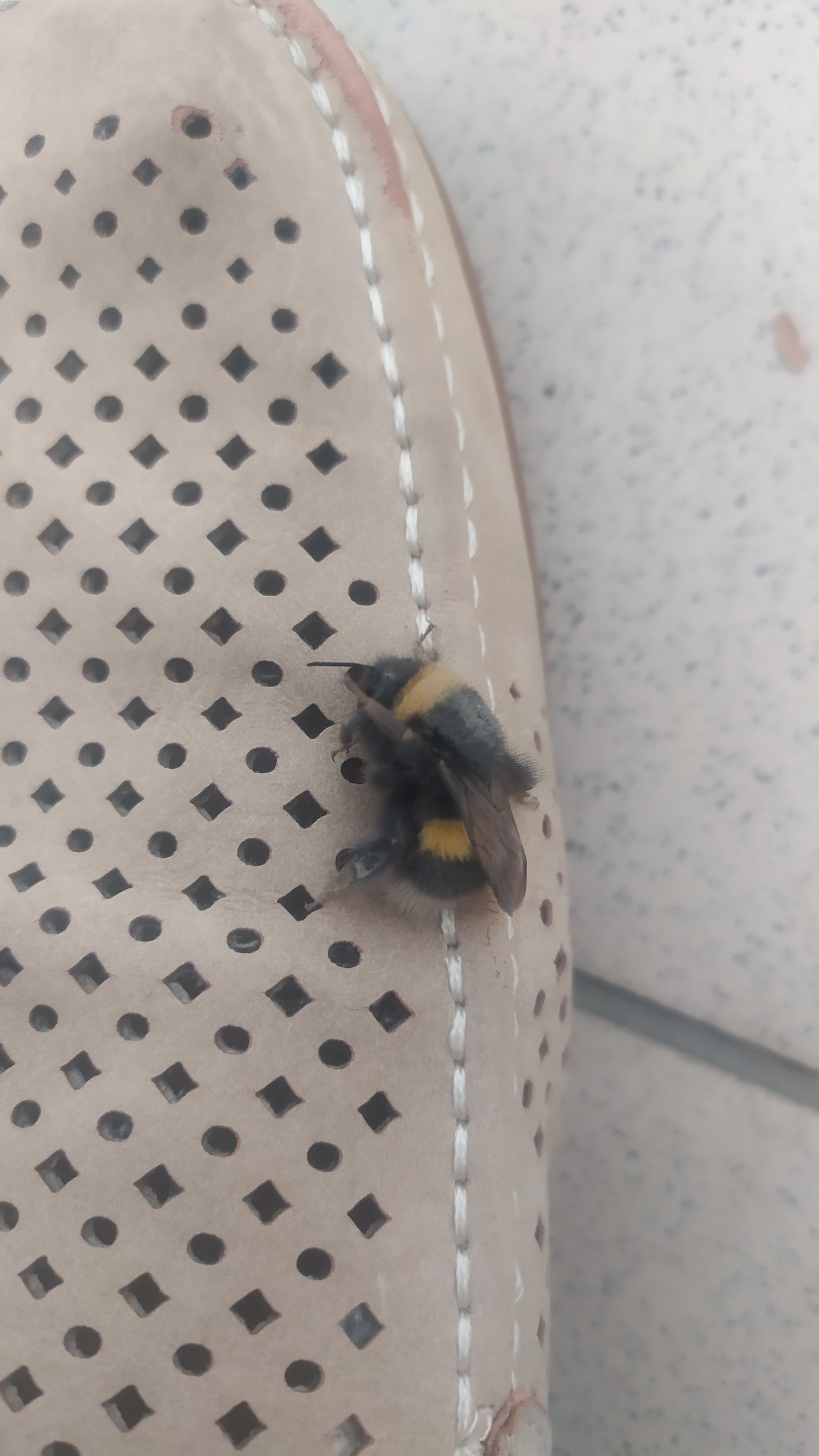 Took over. fed the bumblebee - My, Bumblebee, Syrup, Drinking bottle, Relay race, Video, Longpost