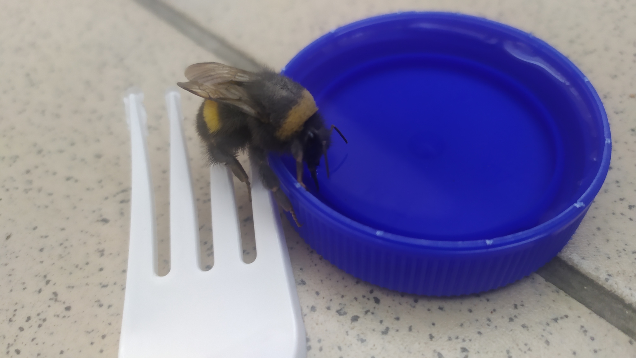 Took over. fed the bumblebee - My, Bumblebee, Syrup, Drinking bottle, Relay race, Video, Longpost