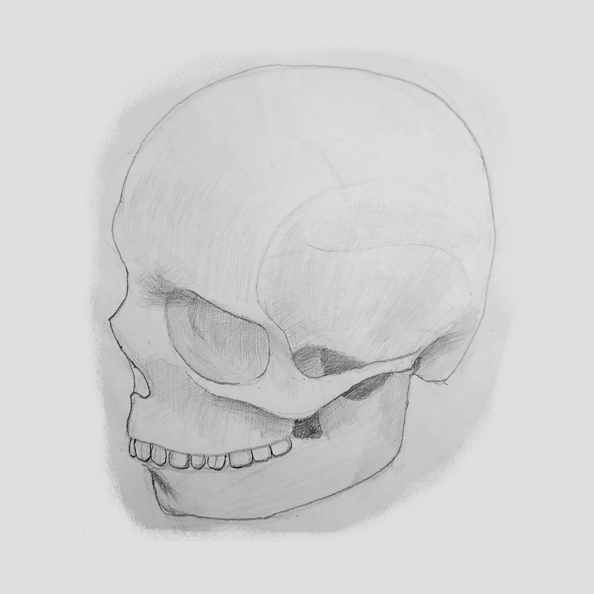 I draw skulls - My, Drawing, Painting, Scull, Anatomy, Drawing process, Sketch, Beginner artist, Illustrations, Sketch, Longpost