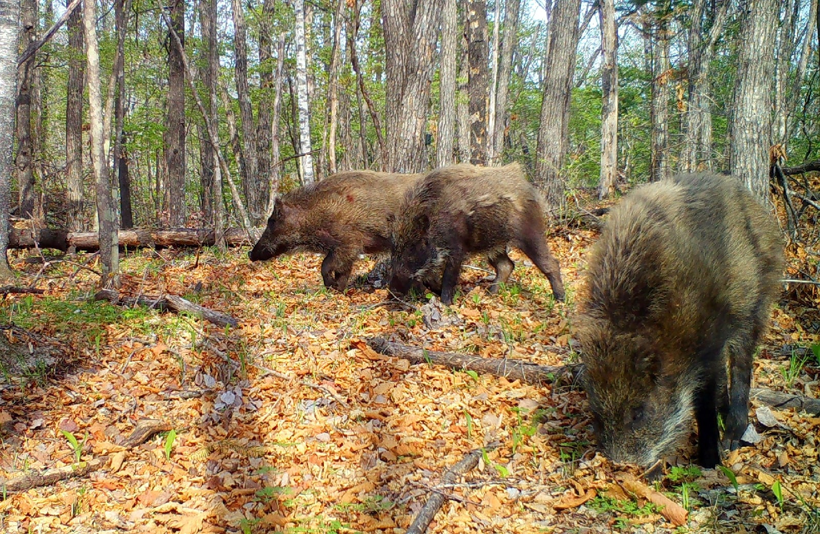 It's good to be a boar: where you ate, you lay down there - Boar, Wild animals, Phototrap, Land of the Leopard, Primorsky Krai, wildlife, The photo, Well then how, National park