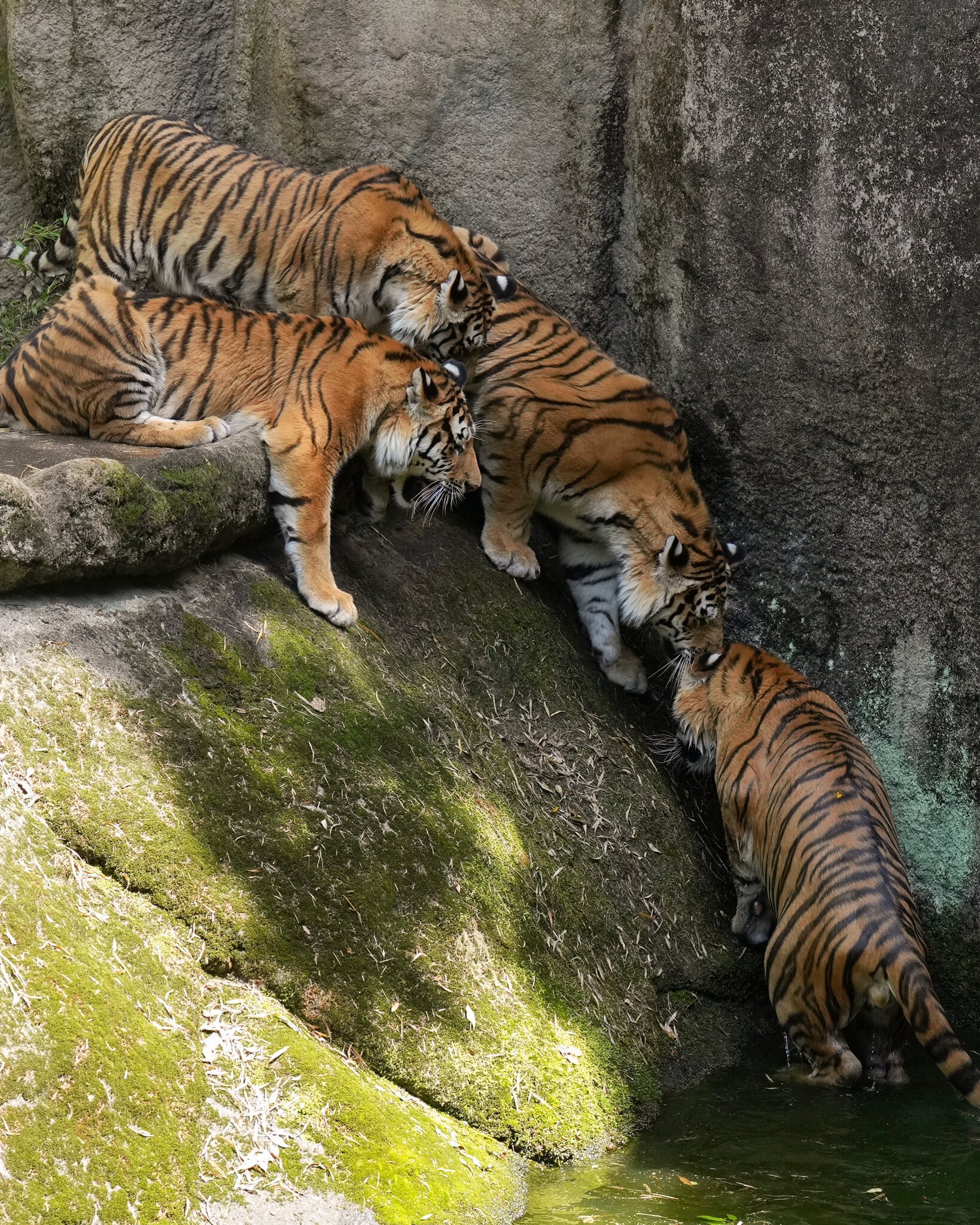 Collective rescue of a waterfowl cat) - Cat family, Predatory animals, Zoo, Japan, Positive, Tiger, Amur tiger, Interesting, Shizuoka, Honshu, Longpost