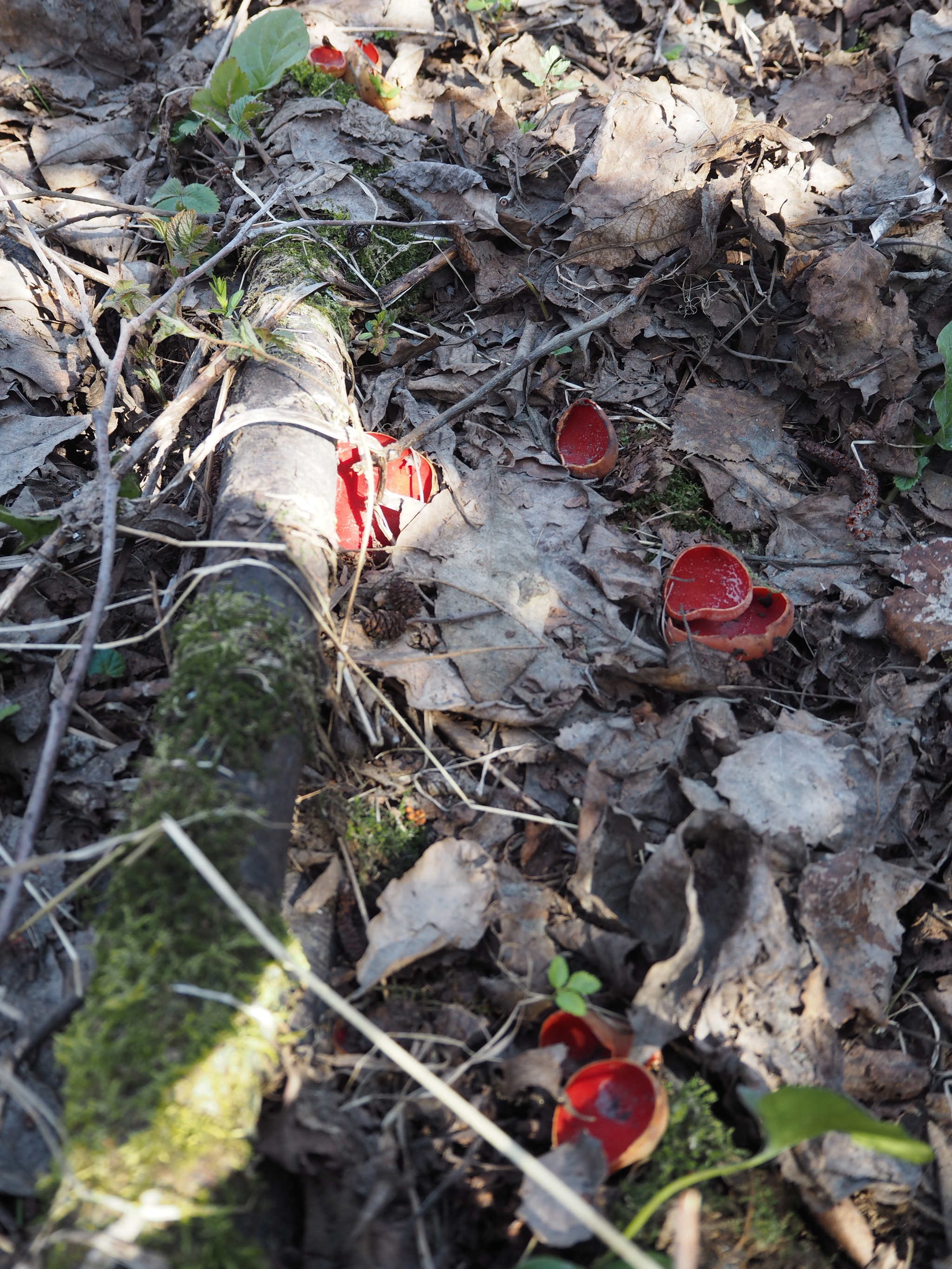 spring mushrooms - My, Mushrooms, Nature, Spring, Mushroom pickers, Morels, Forest, Longpost