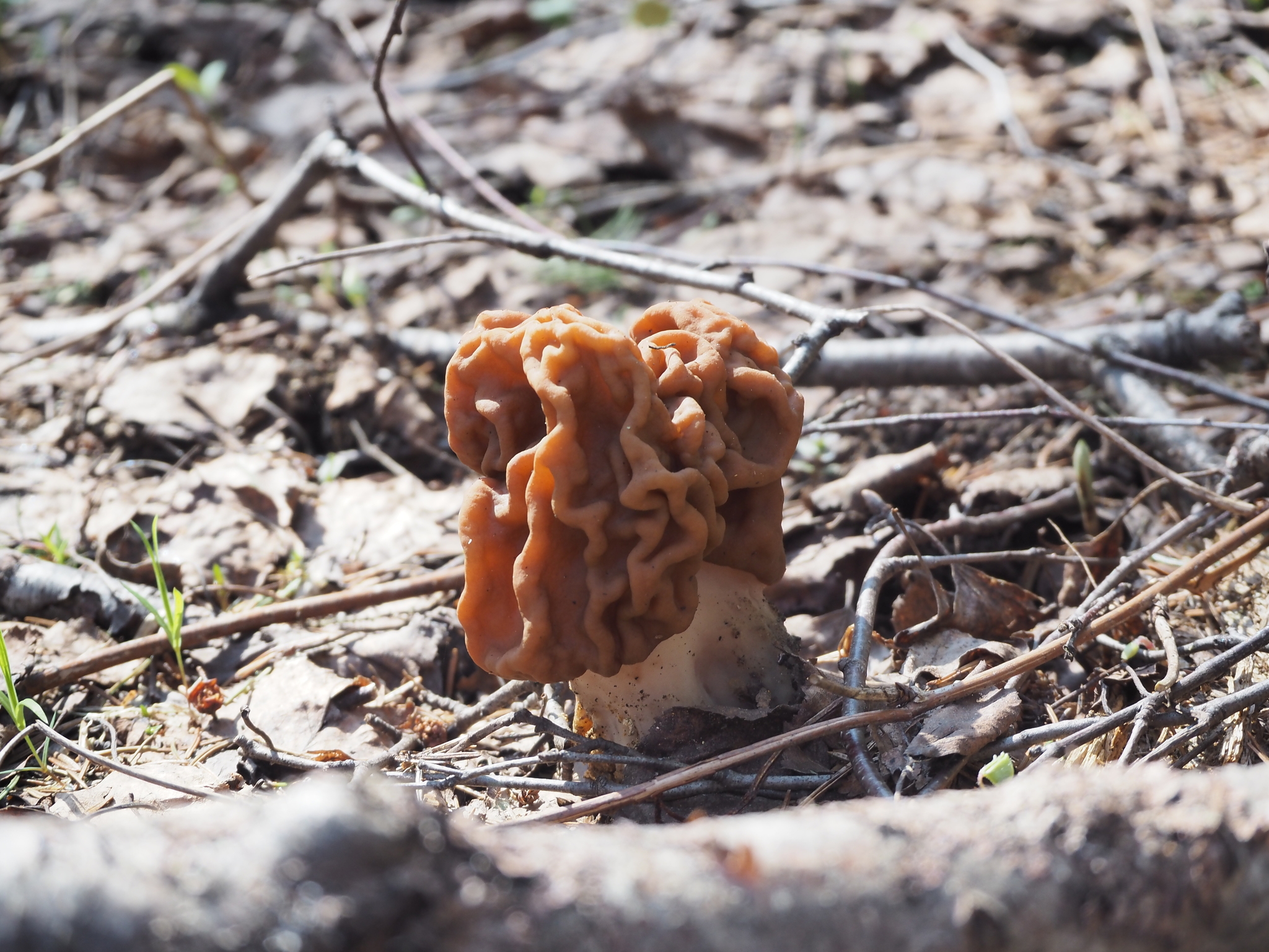 spring mushrooms - My, Mushrooms, Nature, Spring, Mushroom pickers, Morels, Forest, Longpost