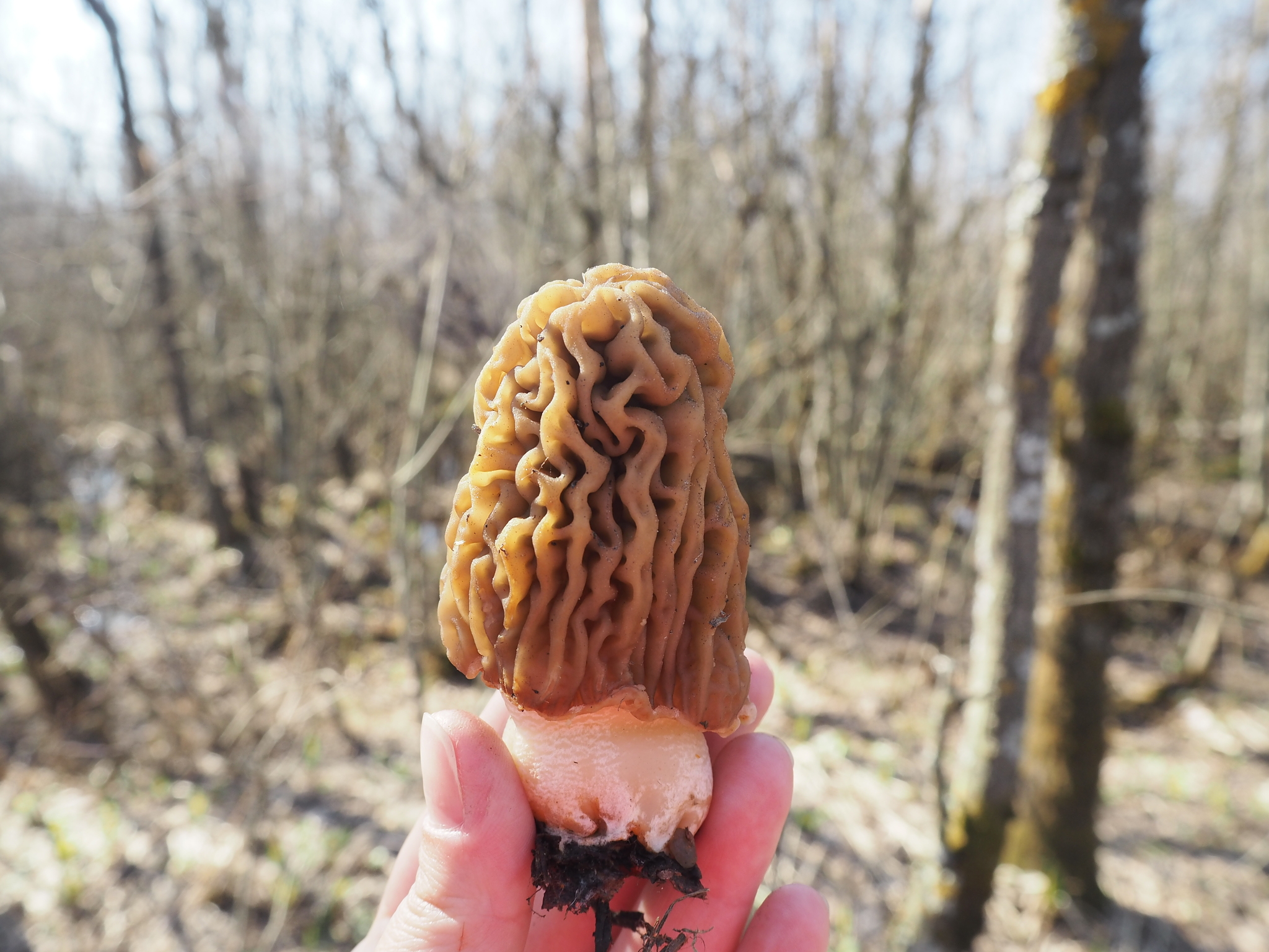 spring mushrooms - My, Mushrooms, Nature, Spring, Mushroom pickers, Morels, Forest, Longpost