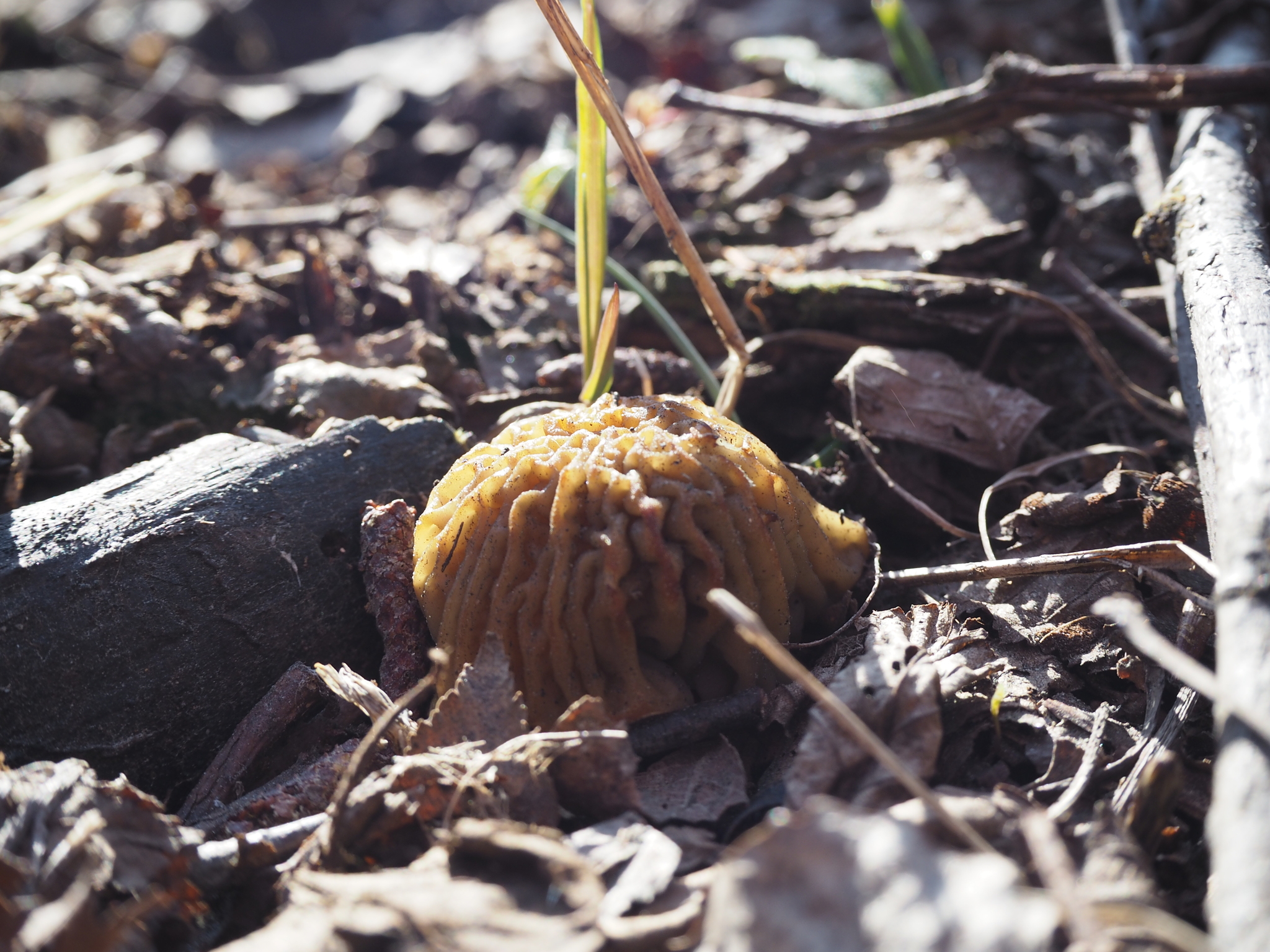 spring mushrooms - My, Mushrooms, Nature, Spring, Mushroom pickers, Morels, Forest, Longpost