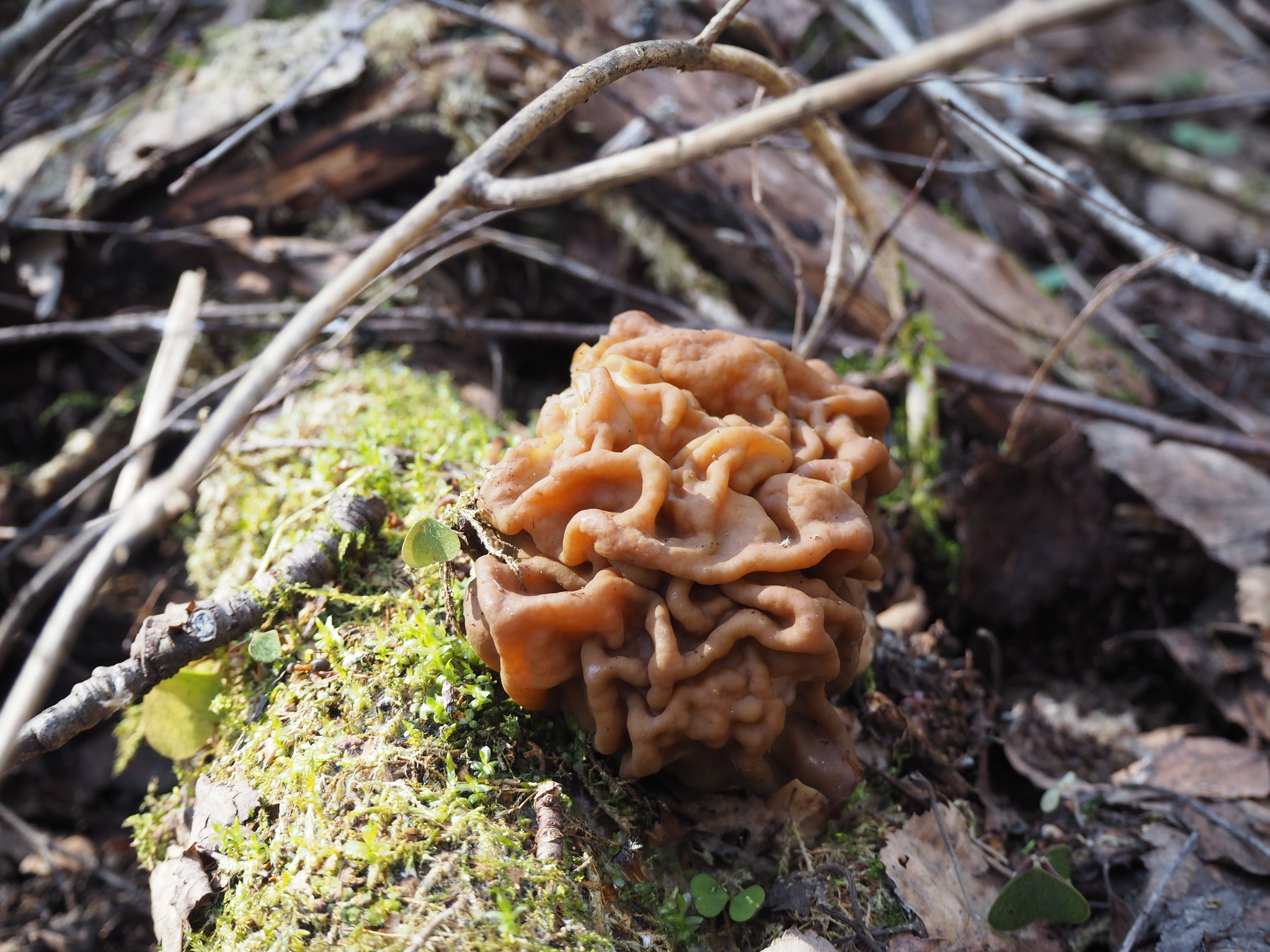 spring mushrooms - My, Mushrooms, Nature, Spring, Mushroom pickers, Morels, Forest, Longpost