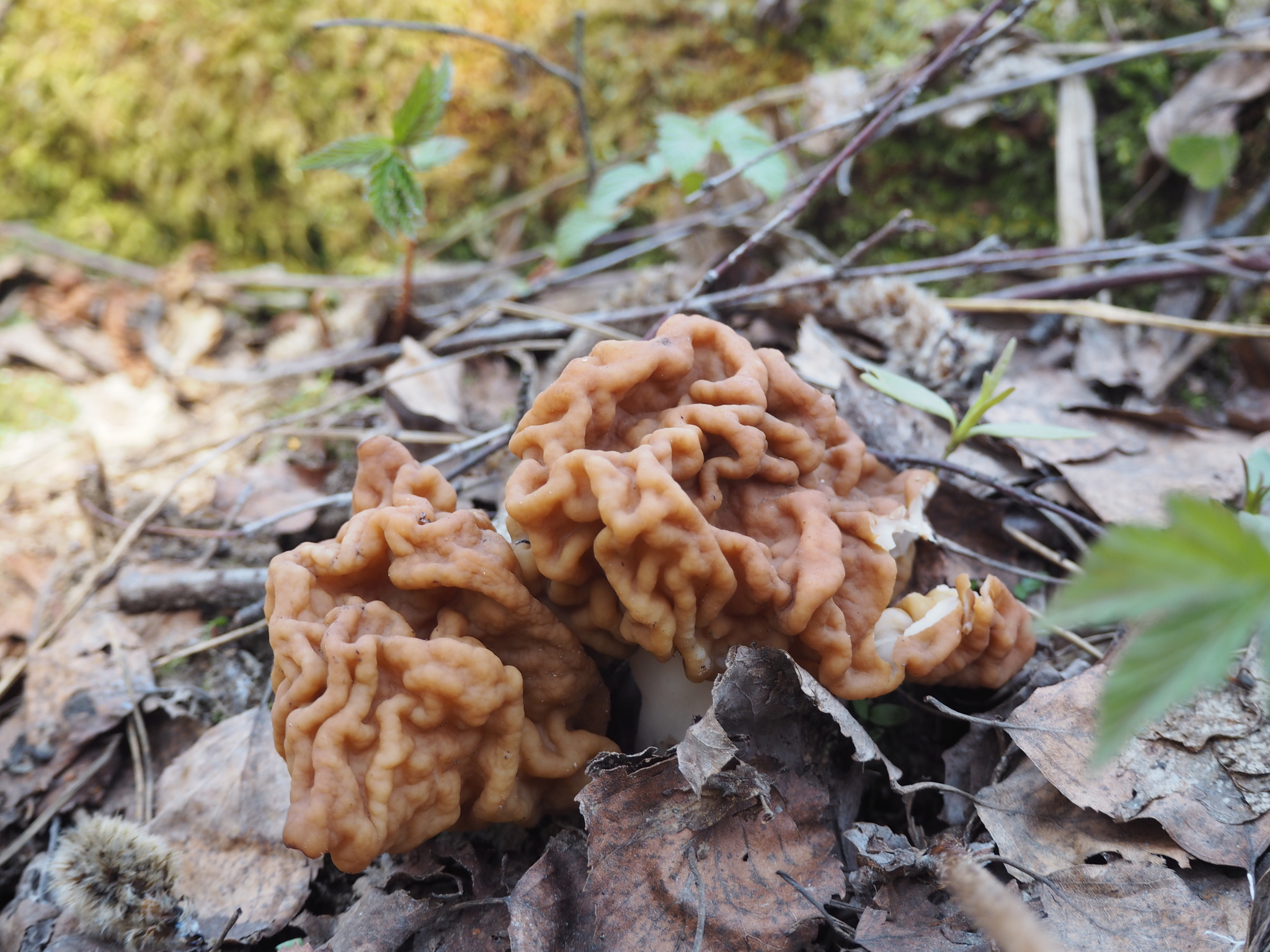 spring mushrooms - My, Mushrooms, Nature, Spring, Mushroom pickers, Morels, Forest, Longpost