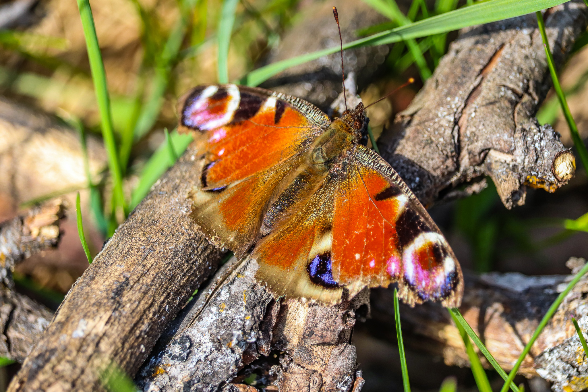 Butterfly - My, The photo, Butterfly, Spring, Nature