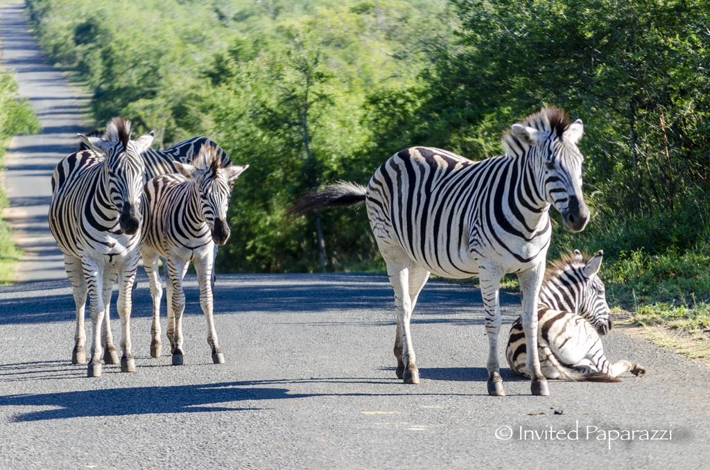 striped horses - My, South Africa, Africa, Reserves and sanctuaries, Young, zebra, Artiodactyls, Safari, The photo, Nature, Longpost