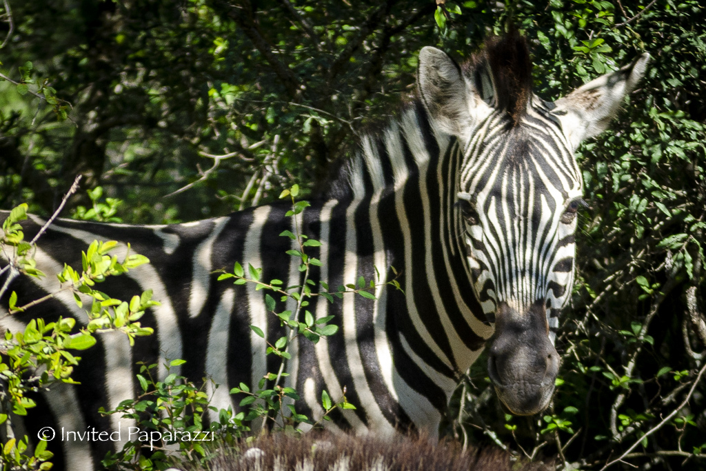 striped horses - My, South Africa, Africa, Reserves and sanctuaries, Young, zebra, Artiodactyls, Safari, The photo, Nature, Longpost