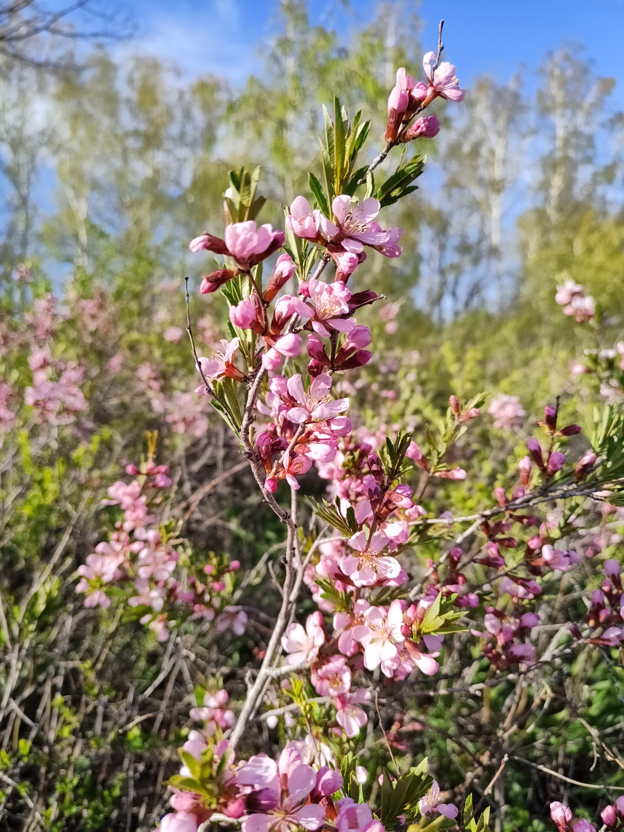 Майские выходные - Моё, Красота природы, Весна, Длиннопост, Фотография