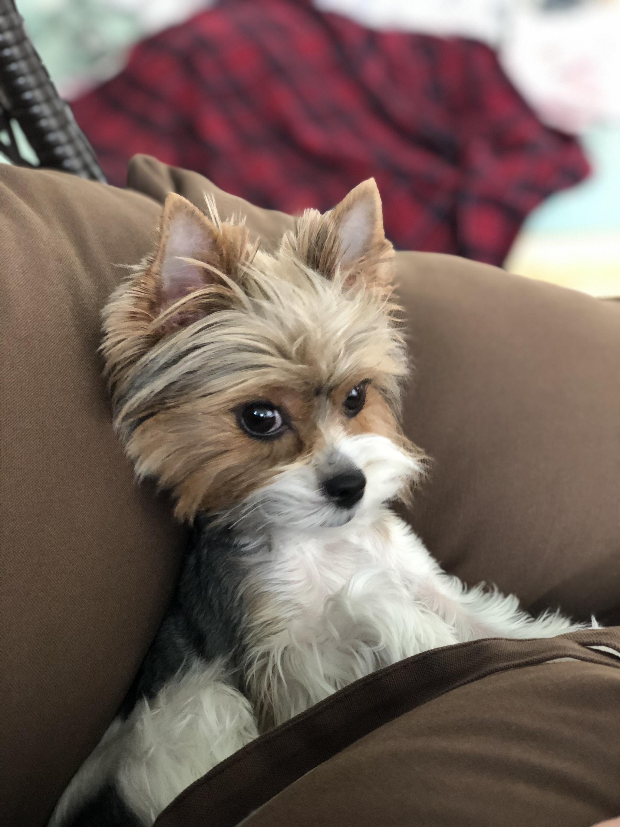 Beaver Monya - My, Beaver York, Dog, Longpost, Animals, Yorkshire Terrier