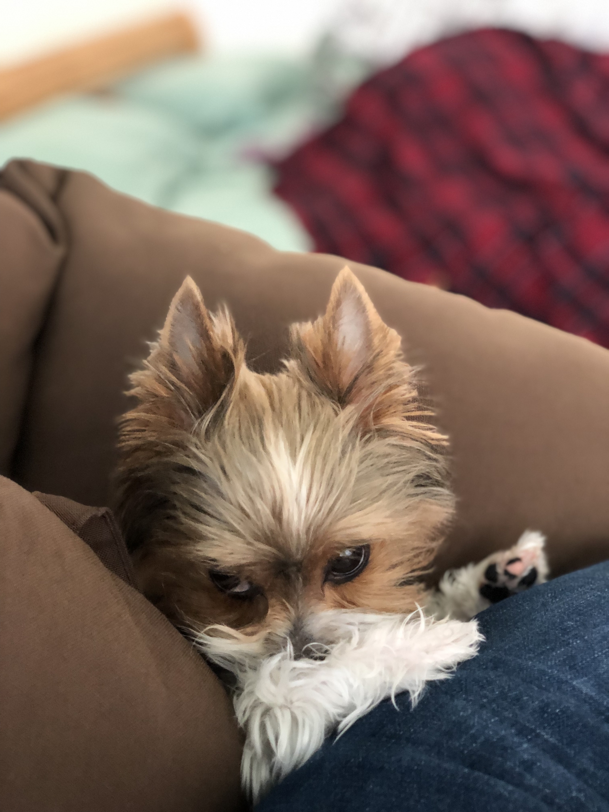 Beaver Monya - My, Beaver York, Dog, Longpost, Animals, Yorkshire Terrier