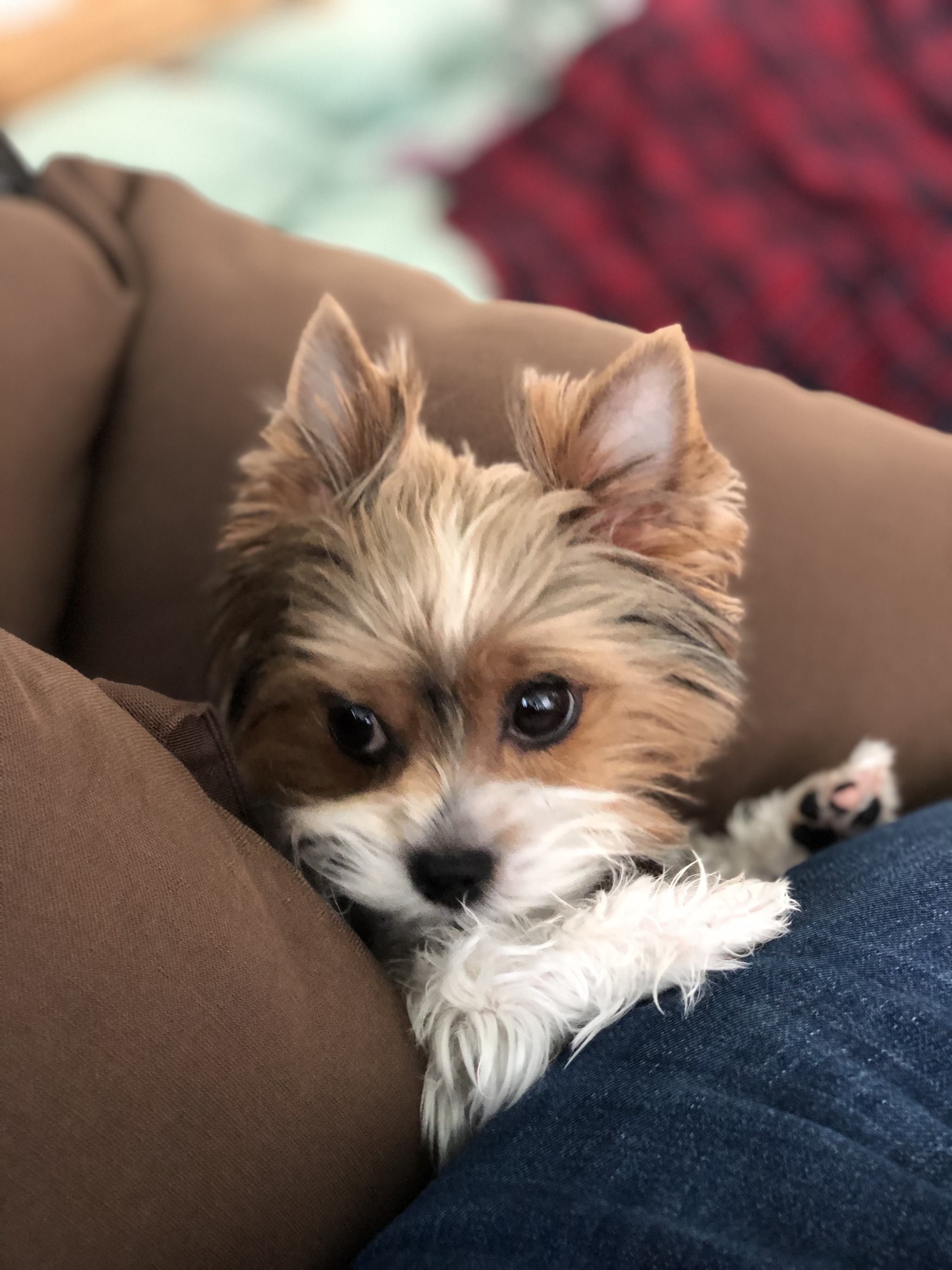 Beaver Monya - My, Beaver York, Dog, Longpost, Animals, Yorkshire Terrier