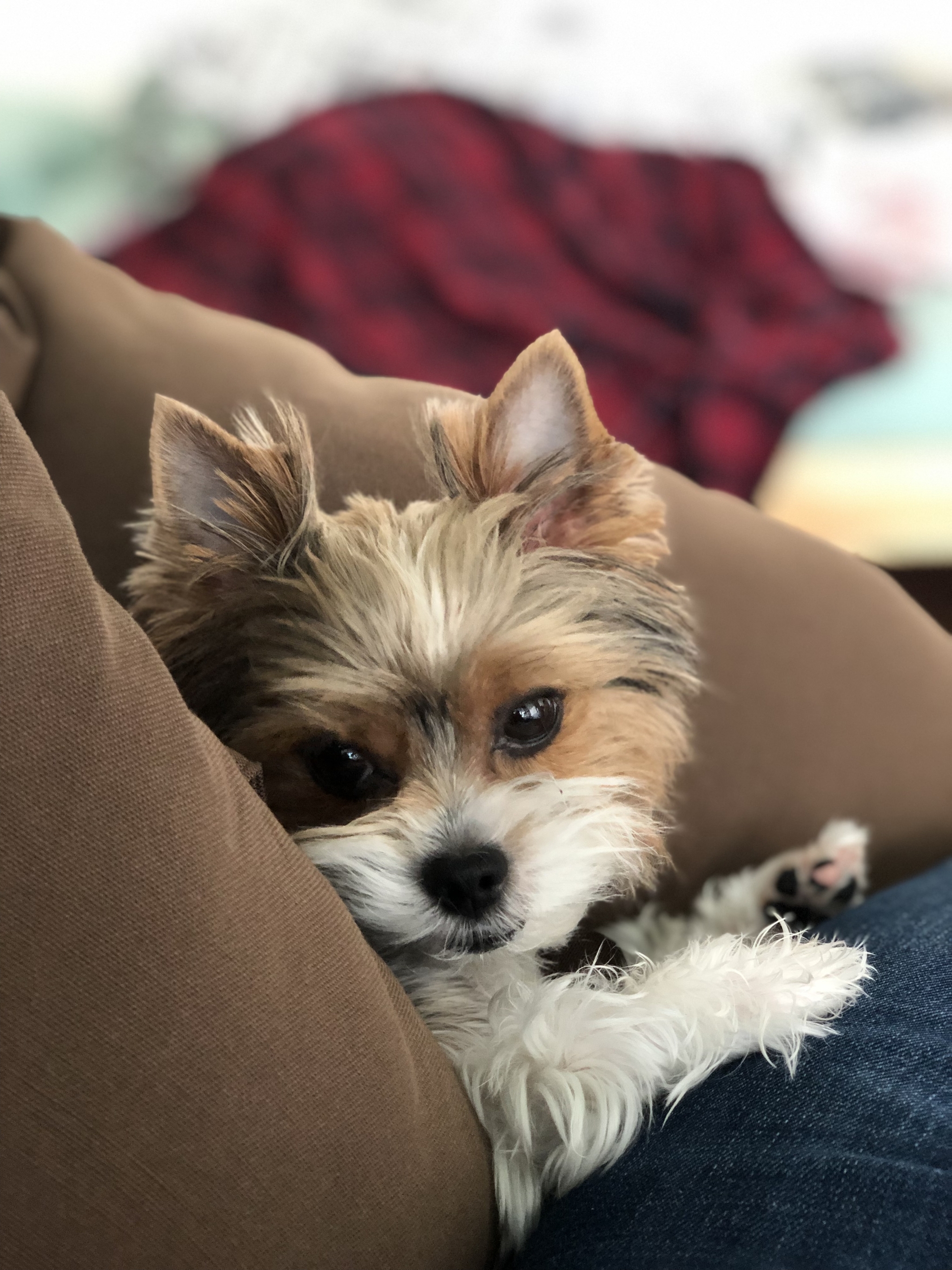 Beaver Monya - My, Beaver York, Dog, Longpost, Animals, Yorkshire Terrier