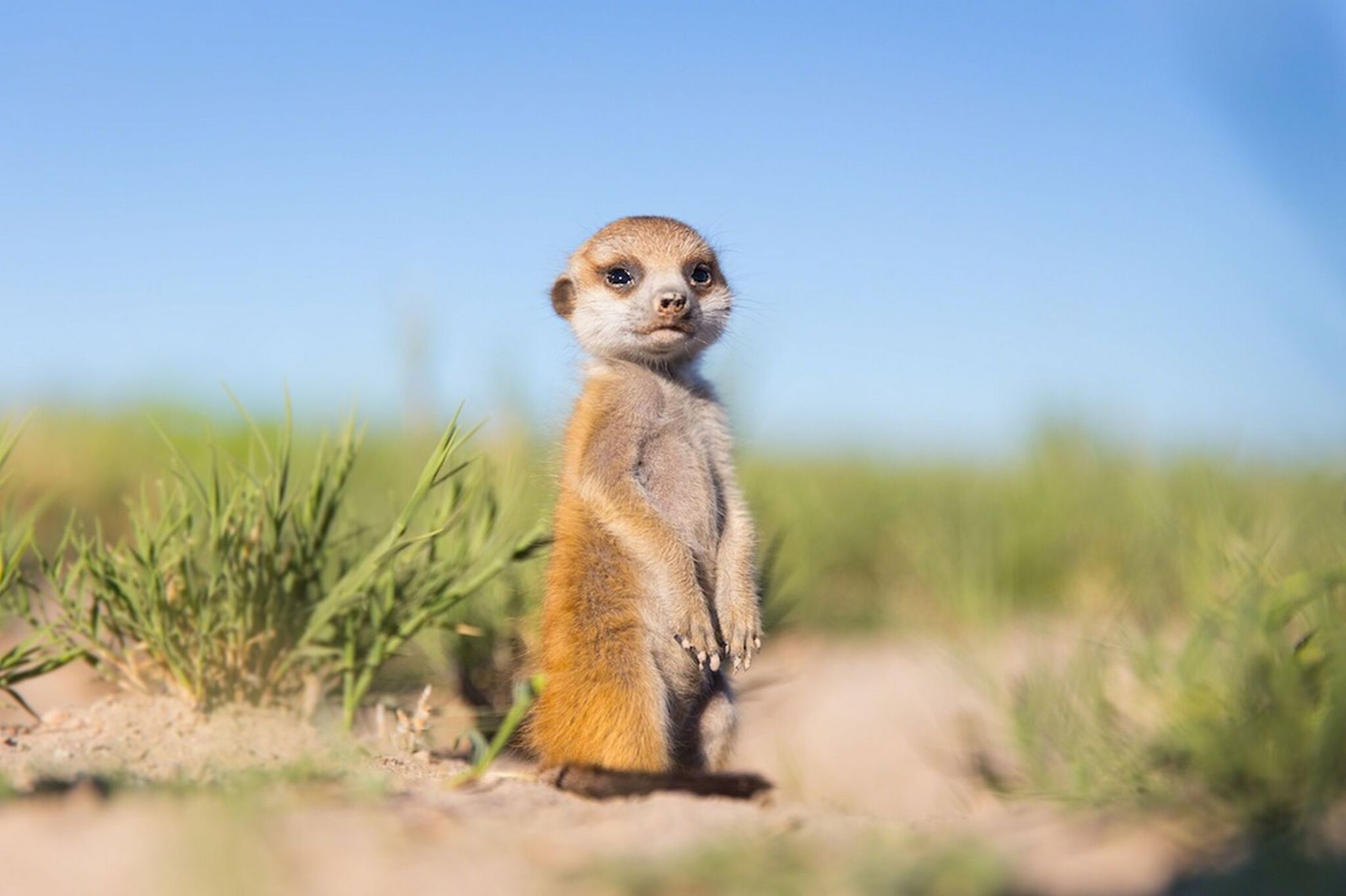 Dad's tramp, mom's handsome - Wild animals, The photo, Meerkat, Young, Milota